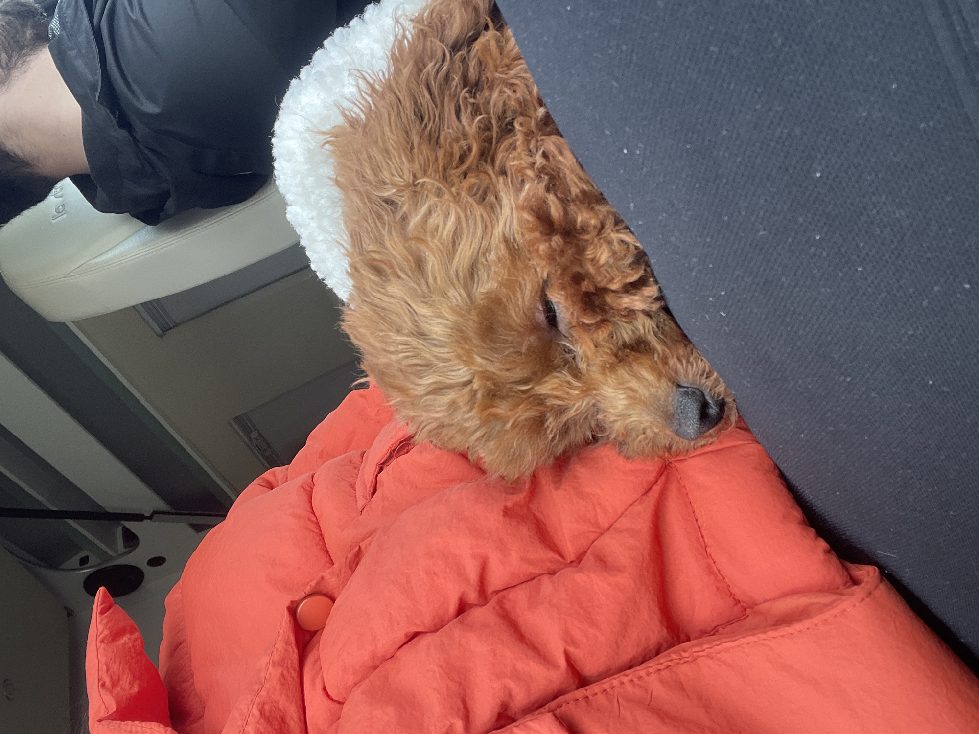 A reddish-brown curly-haired dog rests partially on an orange quilted jacket with a faux fur-trimmed hood. The dog's head is turned to the right, with its nose touching a dark fabric surface, possibly a car seat or upholstery. The scene appears to be indoors, likely inside a vehicle, as suggested by the seat visible in the background and the close proximity of the dark fabric. The lighting is somewhat dim. There is no indication the location is Krivina, Bulgaria.