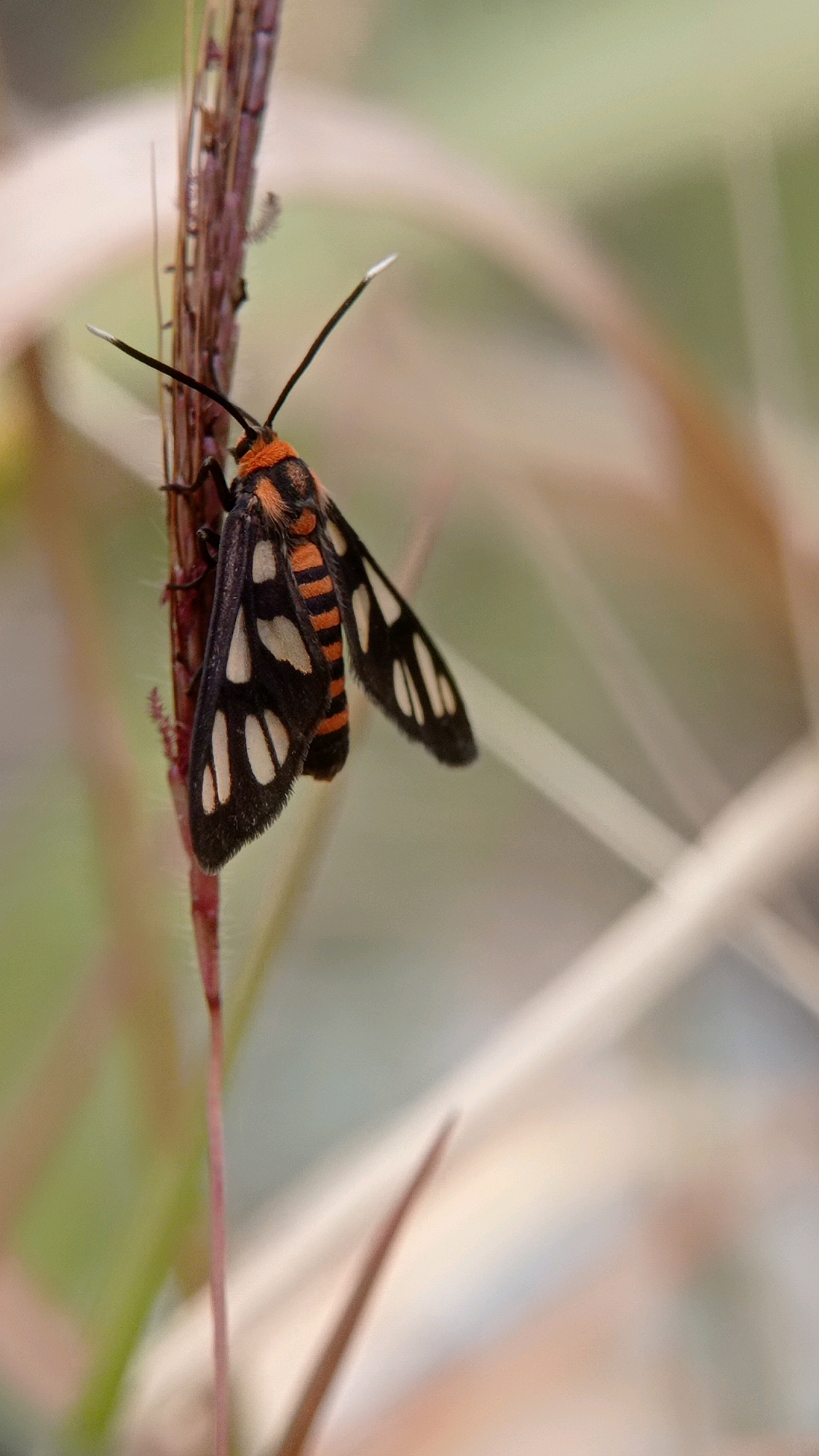 A close-up, vertical, eye-level shot shows a small moth perched on a thin, vertical stalk. The moth, predominantly black with striking orange and white markings, has its wings partially extended. Its body is segmented with alternating bands of black and orange, and its wings are black with several prominent white spots. The moth's antennae are long and thin, with white tips. The stalk it rests on is dark brown and appears to be a dried plant stem, with a few fine hairs visible. The background is softly blurred, featuring muted tones of green, brown, and beige, suggesting a natural, outdoor environment, possibly a field or garden. The lighting is natural and diffused, highlighting the intricate details of the moth. There is no indication of the specific location within Mulyoagung, Indonesia, only that the scene is an outdoor, natural setting.