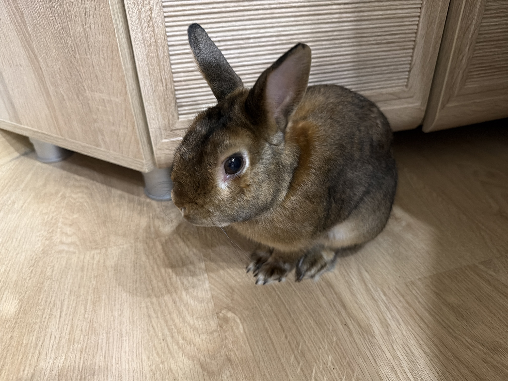 An indoor photograph, taken in Solikamsk, Russia, displays a single brown rabbit seated on a light-colored wooden or laminate floor. The rabbit is positioned towards the right side of the frame, facing left, with its head slightly turned towards the viewer. Its fur is a multi-tonal brown, darker on the back and head, and lighter on the underside. Both ears are erect. The rabbit's dark eyes, nose, and prominent whiskers are visible. In the background, two segments of light-toned wooden cabinetry are present. The left cabinet section features a vertical wood grain pattern and is supported by two visible light-grey cylindrical feet. The right cabinet section exhibits a horizontally grooved or louvered surface design. A narrow vertical gap separates the two cabinet structures. The floor has a distinct wood grain pattern.