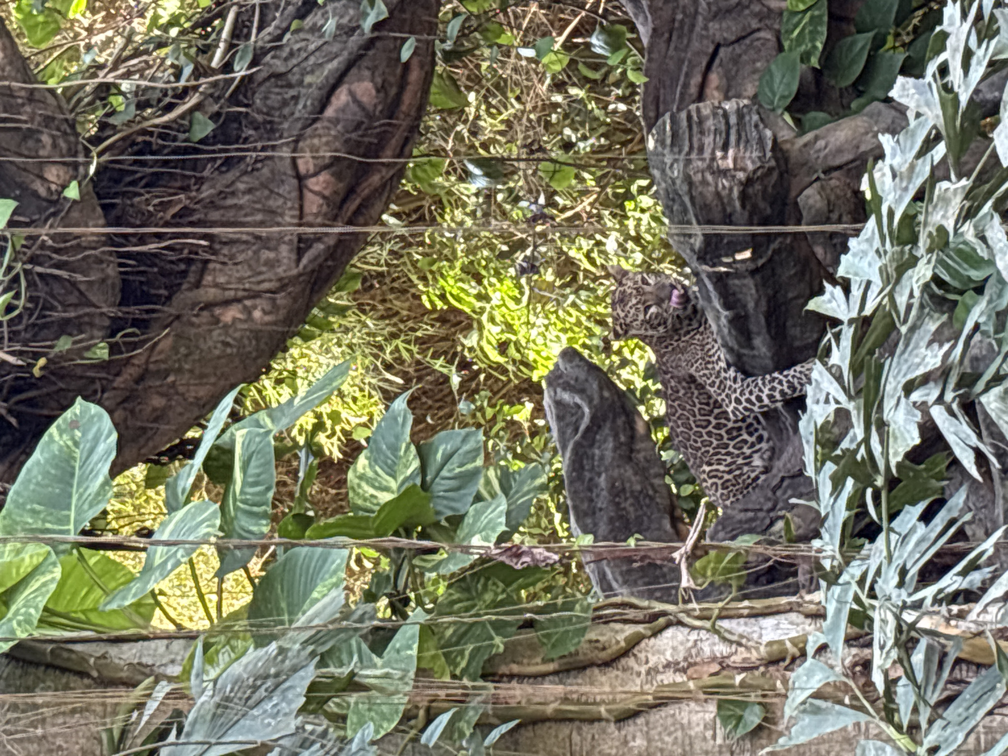 A leopard with spotted fur is lying on a large, dark rock in a jungle-like environment. The leopard is facing the viewer with its tongue sticking out. It is surrounded by lush green foliage, tree trunks, and vines. The background consists of more dense vegetation, with sunlight filtering through the leaves. The image appears to have been taken at the Bali Zoo in Blahbatuh, Indonesia.
