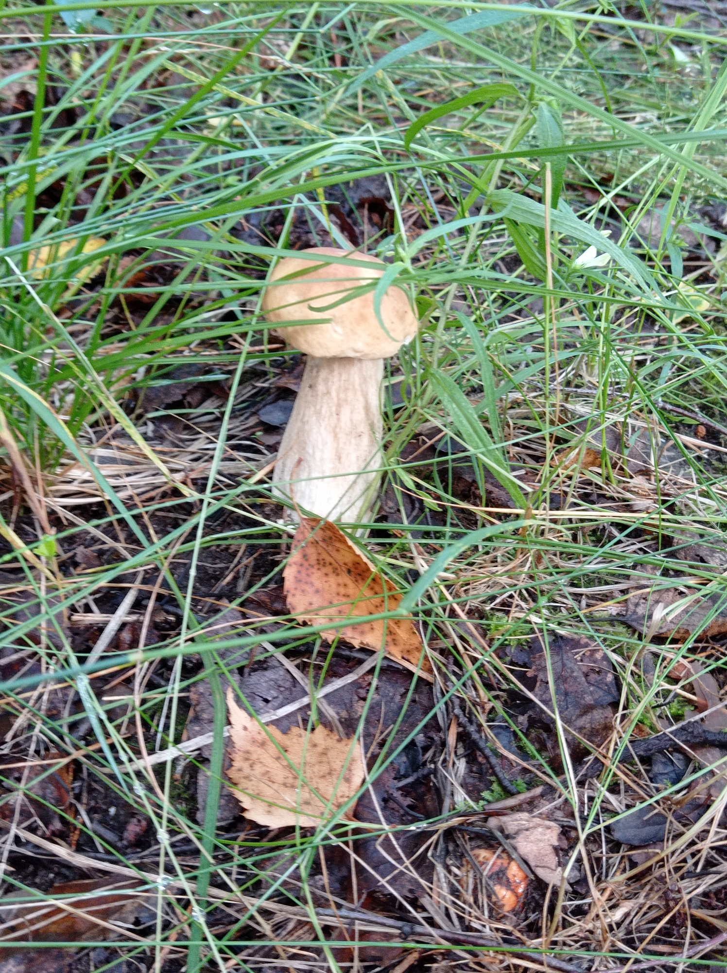 The image shows a single mushroom with a brown cap and a thick white stem, growing in tall green grass and fallen autumn leaves. The mushroom is centrally located in the frame, slightly to the left. The background is a mix of dark soil, dry leaves, and more grass. The scene is a natural outdoor environment, likely a forest floor or a grassy area in a park. There are no people or animals visible in the image. The lighting suggests it is daytime, possibly overcast. The image does not provide any specific information about the location within the city of Degtyarsk, Russia.