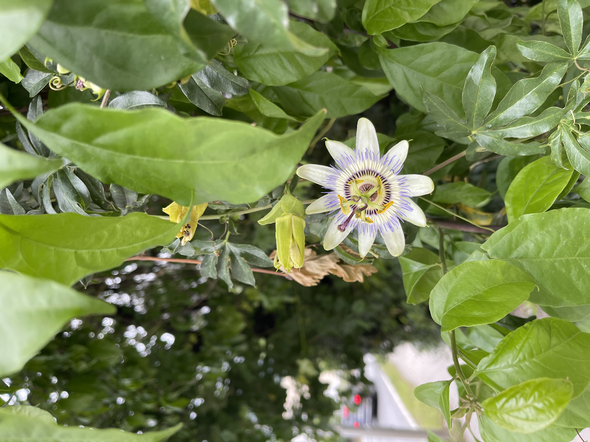 The image features a passionflower (Passiflora) in bloom amidst dense green foliage. The flower has white petals with purple stripes radiating from the center. Several unopened flower buds are also visible. The background suggests an outdoor setting, possibly a garden or roadside. The bokeh reveals that this picture was taken in the city of Budva in Montenegro, judging by the colours of the bokeh (white, red and green). A white fence is present on the street.