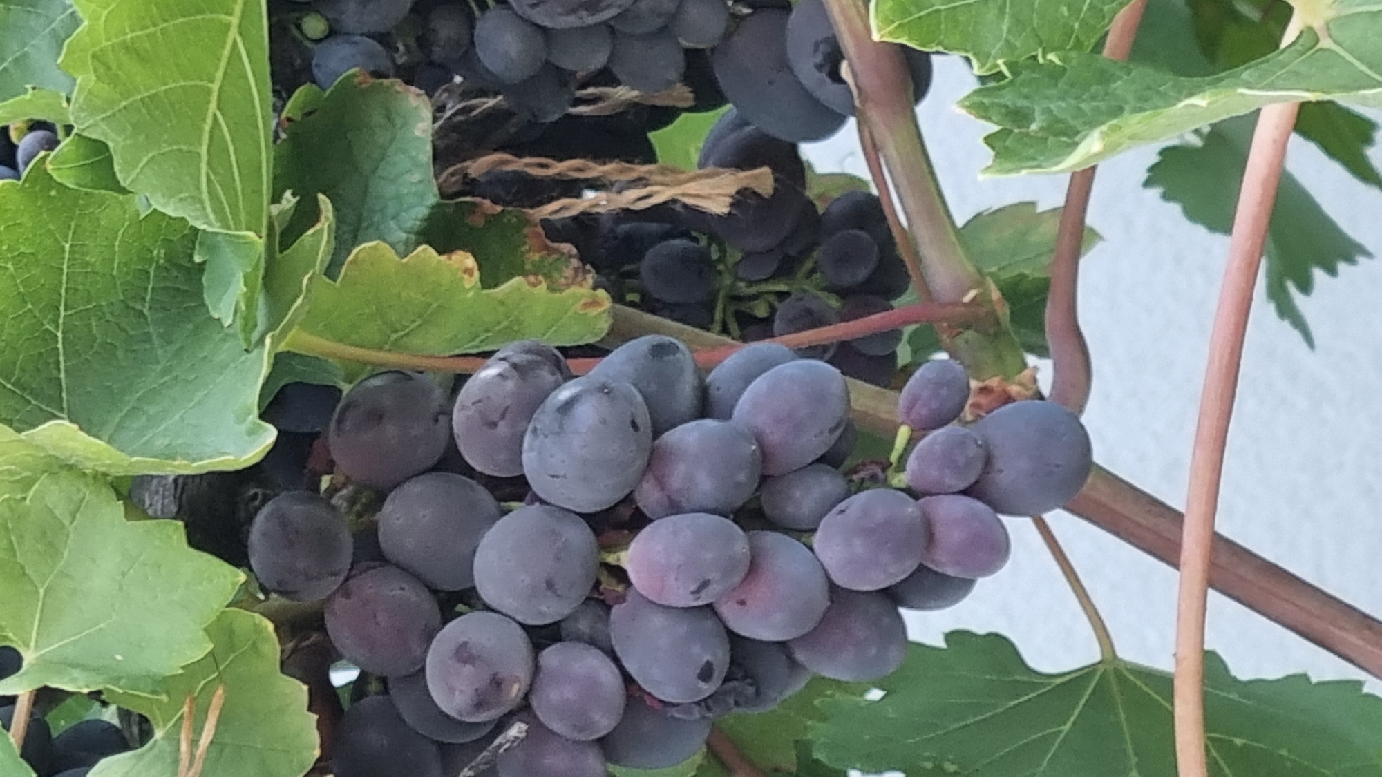 A close-up, vertical, outdoor shot captures a cluster of ripe, dark purple grapes hanging from a vine. The grapes are plump and round, with a matte, dusty-blue bloom. Some grapes are clustered tightly together, while others hang slightly apart. Green leaves, some with slightly dry or brown edges, are visible amongst the grapes, providing a backdrop and frame. The vine itself is a reddish-brown color, with a thick, woody stem supporting the cluster. The background is out of focus, showing a light-colored, textured surface, possibly a wall. The scene appears to be in a natural outdoor setting, likely a garden or vineyard, given the presence of grapevines. There are no people or animals visible in the frame. The lighting suggests it is daytime, with natural light illuminating the grapes and leaves. This image is likely located in Berehove, Ukraine, a region known for its viticulture.