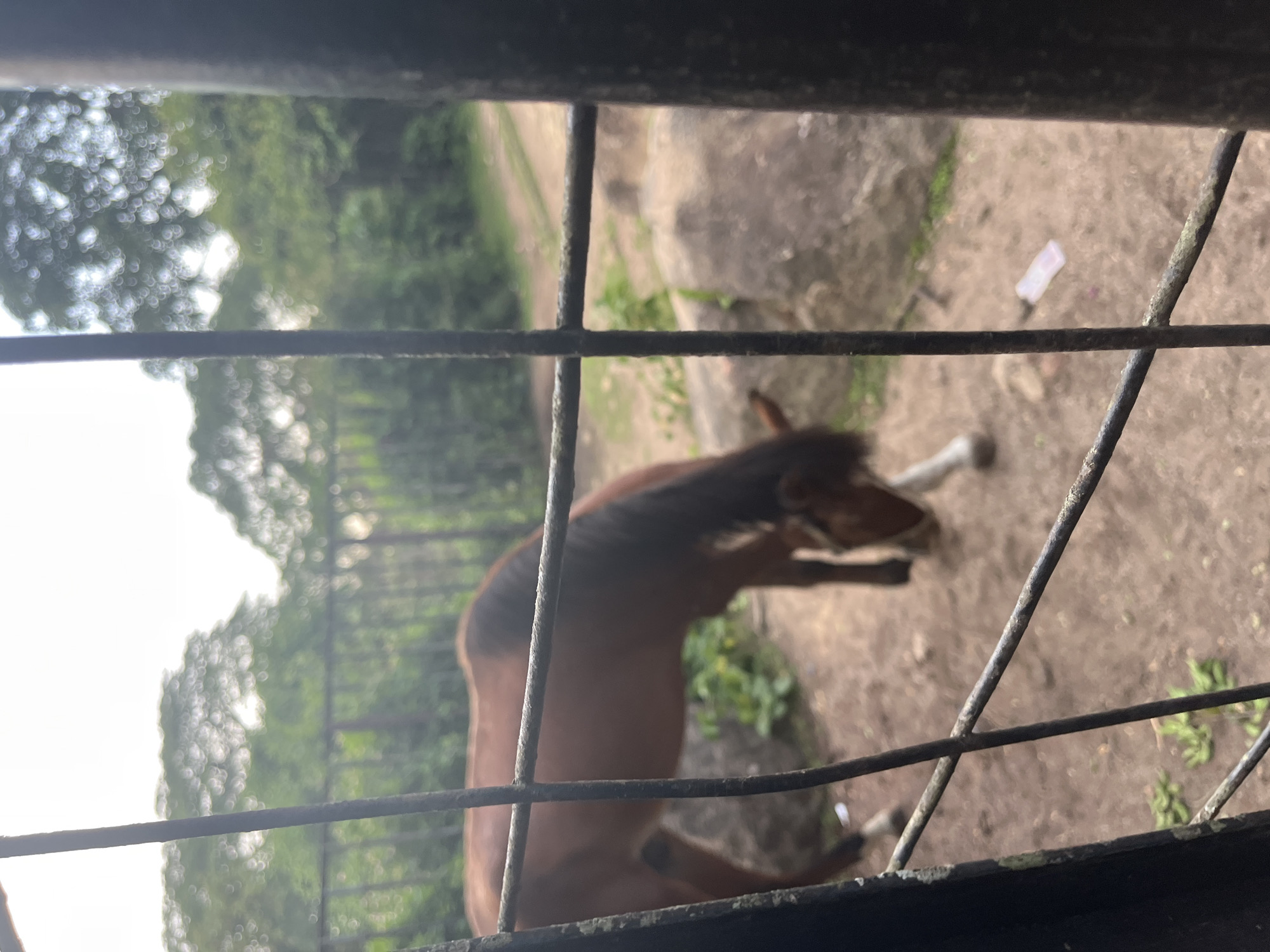 The image depicts a brown horse within an enclosure, viewed through a metal fence. The horse is captured in a bent-over position, appearing to be grazing or sniffing the ground. Its mane is dark brown, and its tail is also visible. The enclosure is sandy with some rocks and sparse green vegetation. In the background, there is a dirt path and lush green trees under an overcast sky. The scene appears to be an outdoor animal pen, possibly at a zoo or sanctuary. The photograph is slightly out of focus and is shot from a low angle, looking through the bars of the fence. There is no indication of the specific location within Jos, Nigeria, beyond it being an outdoor environment with a horse enclosure.