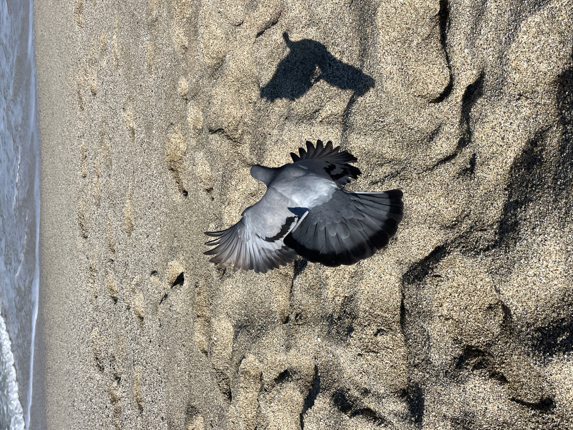 A high-angle shot depicts a pigeon in flight over sand. The wings are spread wide, casting a distinct shadow nearby. To the left, ocean water gently laps the sandy shore. This picture was taken in Alanya, Turkey.