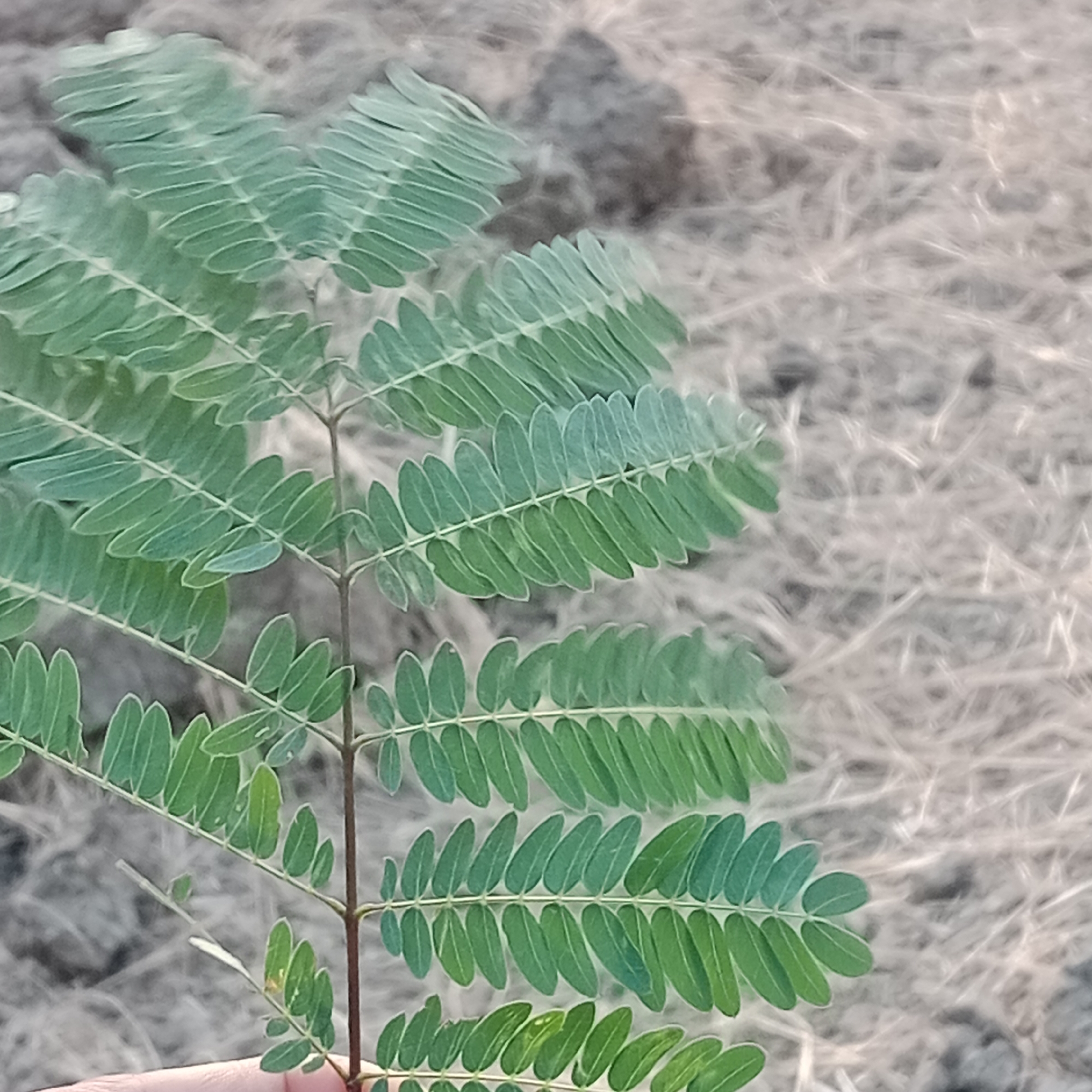 In Tegowanu Kulon, Indonesia, a close-up shot focuses on the delicate, compound leaves of a small plant held by a partially visible hand in the foreground. The leaves are a vibrant green, arranged in opposite pairs along thin, reddish-brown stems. Each leaflet is oval-shaped with a slightly pointed tip and a prominent central vein. The background is blurred and consists of dry, light-brown, and gray textured ground, possibly soil or dry vegetation. The lighting is natural, highlighting the texture of the leaves.