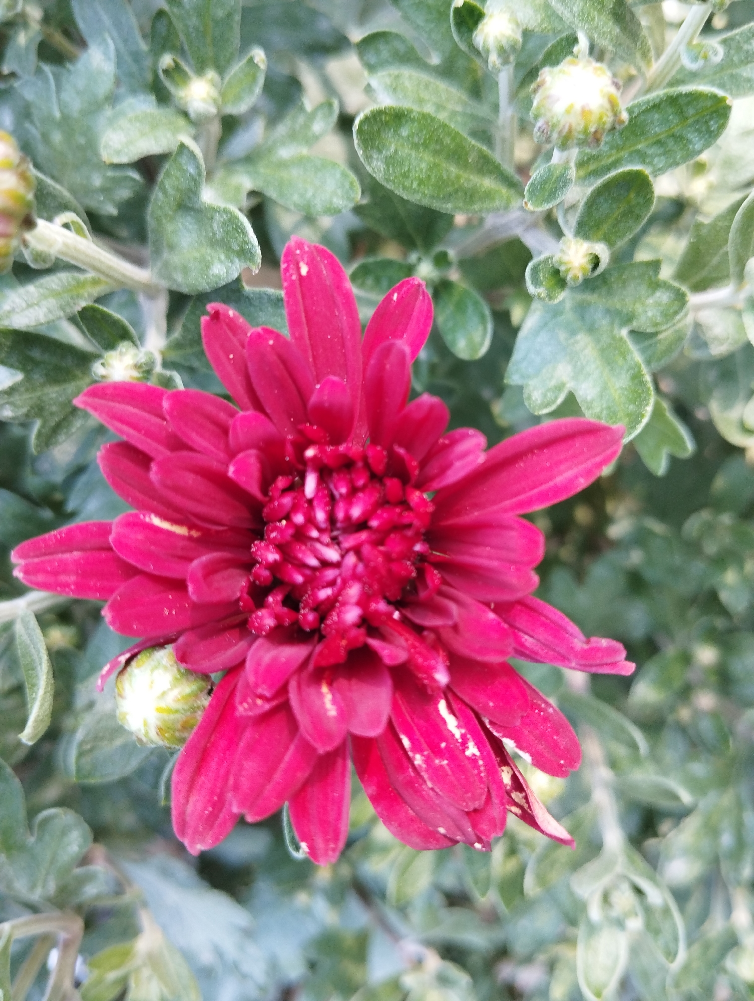 A close-up, slightly overhead shot captures a vibrant magenta chrysanthemum flower in full bloom. The flower's densely packed petals form a central, intricate mass, with outer petals fanning out. Green leaves and unopened flower buds surround the bloom. The background is a soft blur of greenery. The location of this image within the city of Iskra, Kyrgyzstan, cannot be determined from the visual information provided.