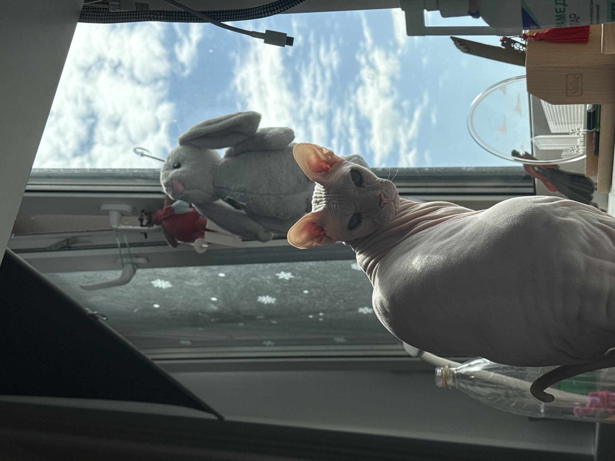 A low-angle shot reveals a Sphynx cat posing close to a window. The sky, visible through the window, suggests it is daytime. A grey stuffed bunny and other objects are visible on the windowsill behind the cat. The location, Krasnoyarsk, Russia, cannot be determined from the image.