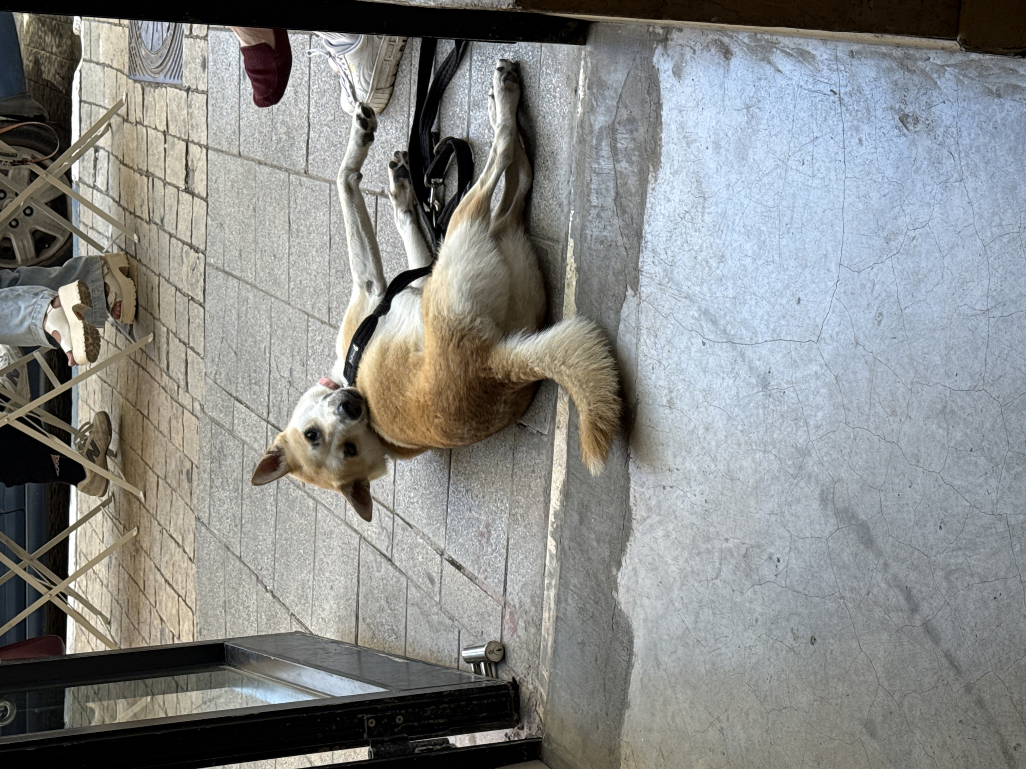 A medium-sized dog with light brown and white fur lies on its side on a tiled outdoor patio, looking upwards at the camera. The dog is wearing a black harness and a black leash is loosely attached. Its hind legs are extended and its front legs are bent. To the right of the dog, partially visible, is a person's foot wearing a white sneaker. In the background, metal outdoor chairs and tables are set up on the tiled patio. To the left, a dark metal doorway or gate is open, revealing a glimpse of a blue vehicle and people's legs and feet in the distance. The ground transitions from tiled patio to a rougher concrete surface in the foreground. The scene appears to be in Tel-Aviv, Israel, suggesting an outdoor cafe or public space.