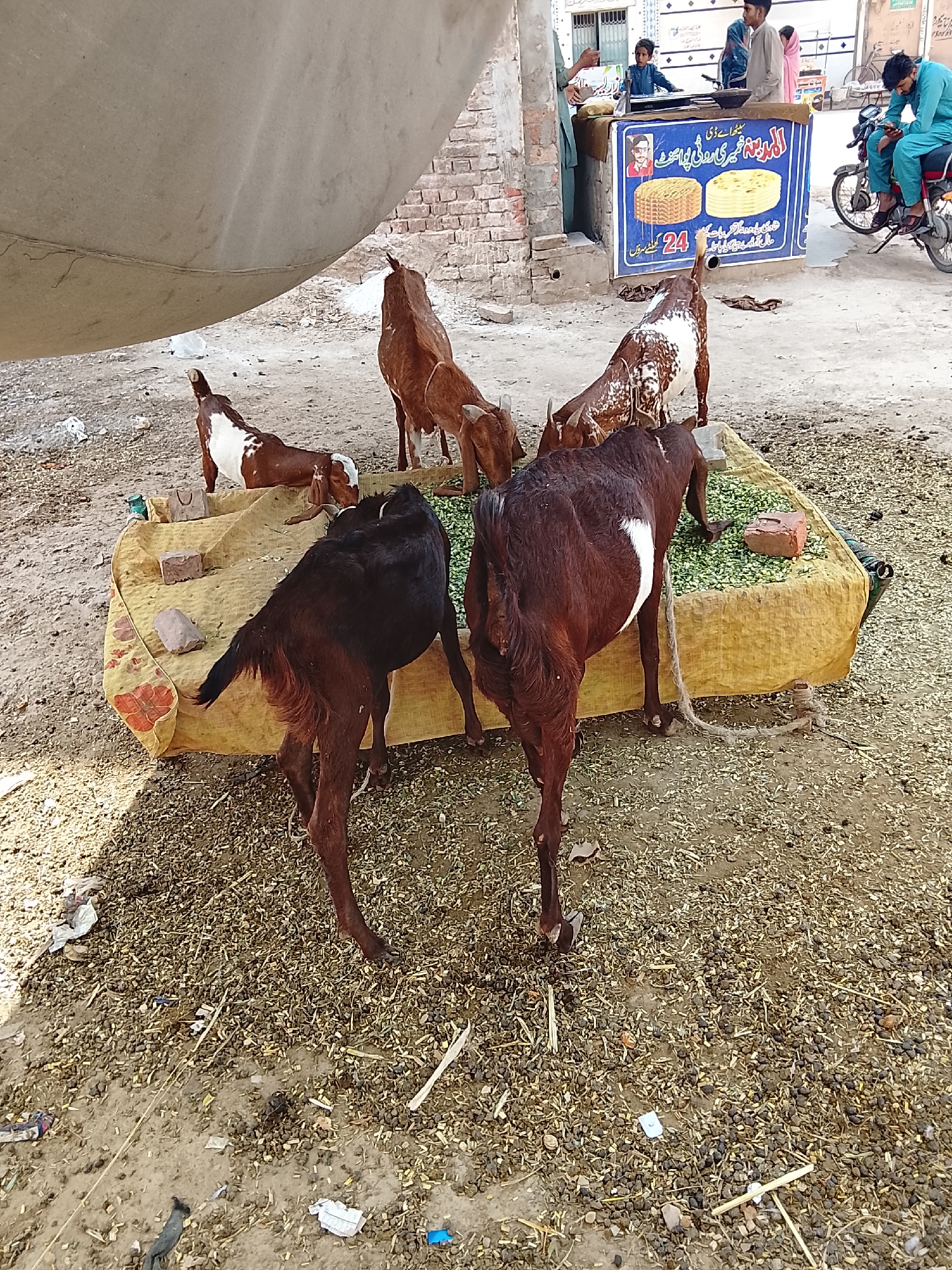 The image depicts a scene in an outdoor urban environment. In the foreground, several goats are clustered around a raised platform covered in yellow cloth and scattered with green fodder. The goats are of varying colors, including brown, black, and white. A length of rope is visible on the ground near the platform. The ground is covered with small debris and straw.
In the background, a food stall is visible, adorned with an advertisement featuring images of flatbread or paratha. People are gathered around the stall. Further back, a motorcycle is parked next to the food stall. The overall setting suggests a busy street scene.