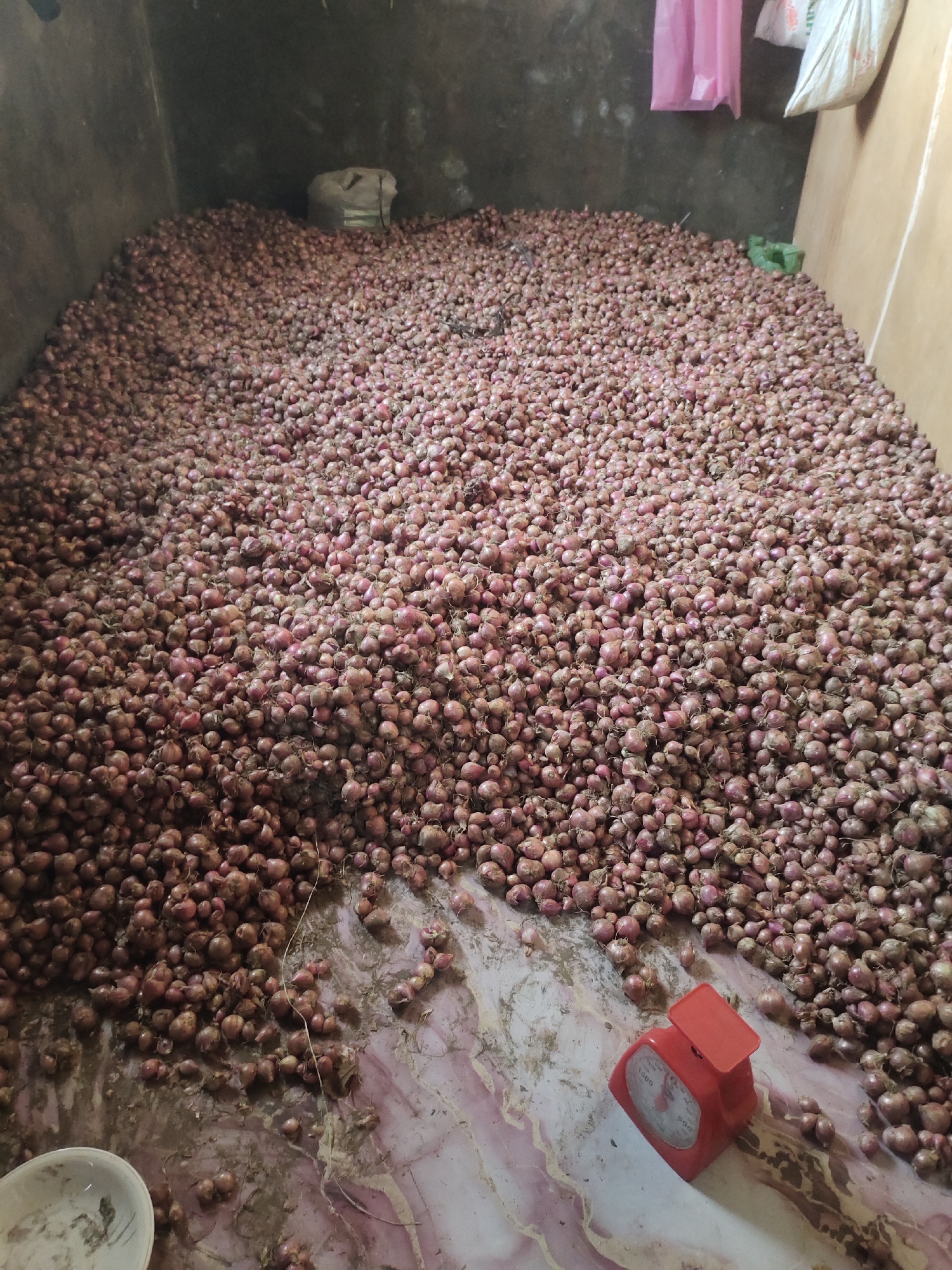 A large quantity of small, reddish-purple onions is piled high in a room. The onions fill most of the space, with some spilled onto a pink and white marbled floor. A red analog scale is visible on the floor in the lower right corner of the image. In the background, there are some bags hanging on the wall and a rough, gray wall. The environment appears to be a storage area, possibly in a market or warehouse. The scene is likely located in Cintadamai, Indonesia, given the context.