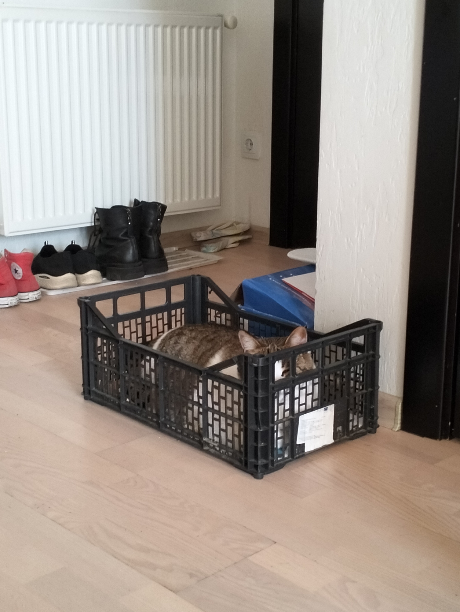 The image shows a room interior with a light wooden floor. A white radiator is attached to the wall on the left. In front of the radiator are several pairs of shoes, including red and black sneakers and black boots. Adjacent to the shoes is a black plastic crate containing a tabby cat. Next to the crate, there's a blue box and a white door frame with a black door. The location is Krykhivtsi, Ukraine.
