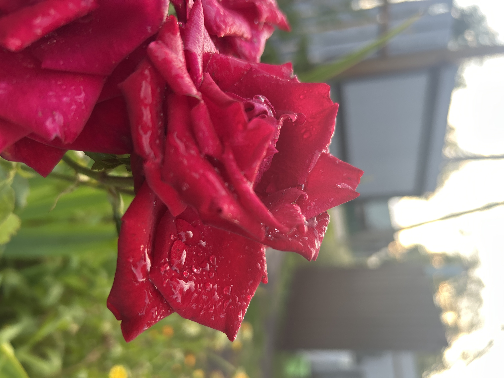 A close-up, low-angle shot captures a vibrant red rose in full bloom, its petals glistening with dew drops. The rose is positioned in the foreground, taking up the majority of the frame. In the background, the scene is softened by a shallow depth of field. Out-of-focus elements suggest an outdoor environment, possibly a garden or yard. A fence or structure is visible to the left, with indistinct shapes and a muted color palette of grays and blues. To the right, the background is a blur of green foliage and hints of yellow flowers, illuminated by the warm glow of what appears to be late afternoon or early morning sunlight. The overall impression is one of natural beauty and tranquility. There is no information about Kalitsino, Russia.