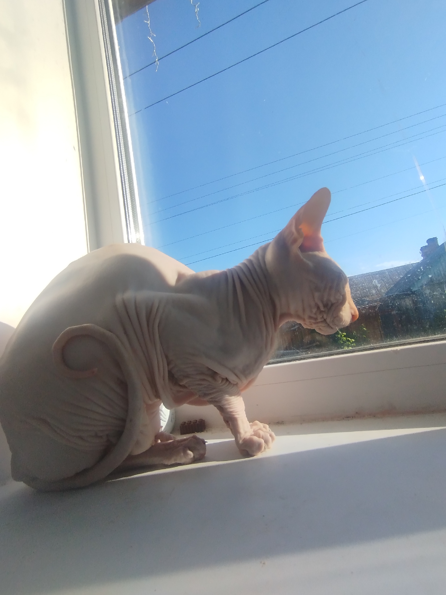 A light-colored Sphynx cat with wrinkled skin is perched on a white windowsill, gazing out a window at a blue sky with overhead power lines and distant rooftops. The cat's tail is curled around its body. The scene appears to be indoors, looking out.
