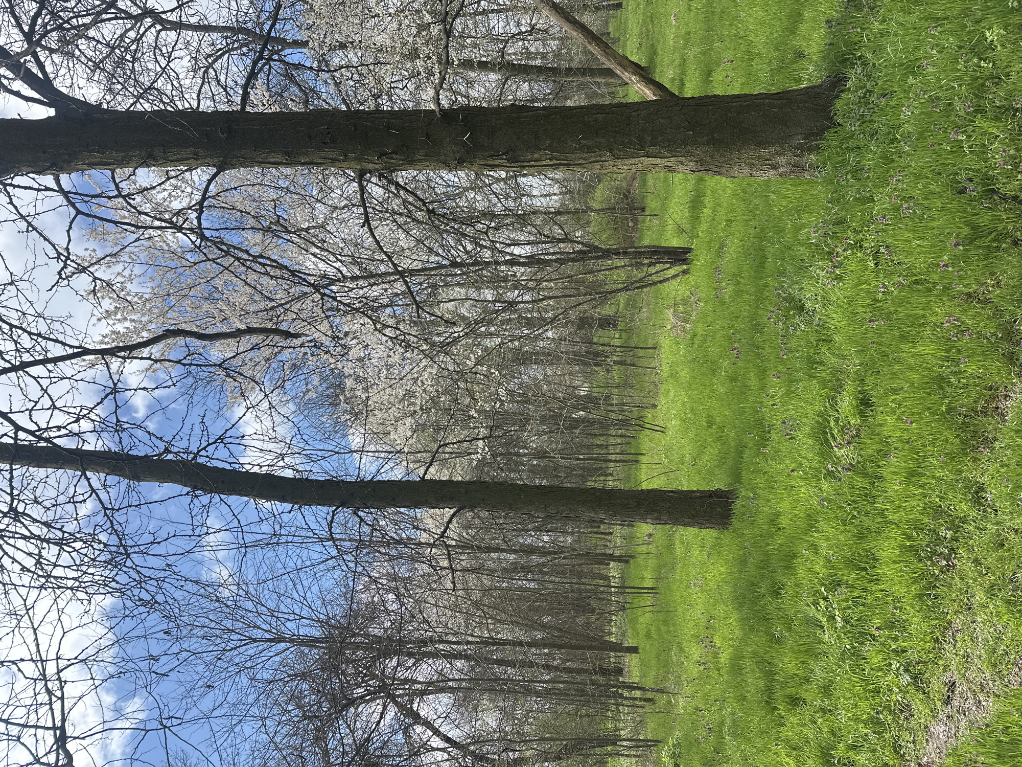 A long, green grassy field extends to the horizon, bordered by a row of trees. The trees are mostly bare, with a few showing white blossoms. The sky is visible between the branches, showing a clear blue with scattered clouds. The photograph appears to be taken from a low angle, looking upwards into the trees. The location is Dobrich, Bulgaria.