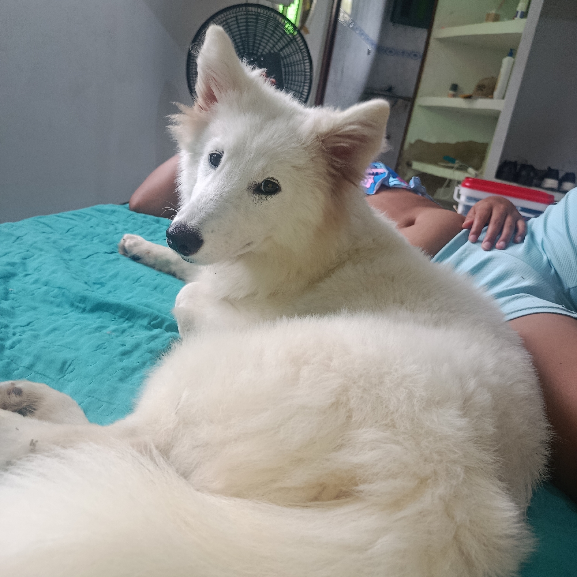 A white dog is lying on a blue bed next to a person. The dog is mostly in focus. The person is lying on their back, wearing a blue t-shirt. In the background, there is a fan and a white shelf. The location is Los Velásquez, Venezuela.
