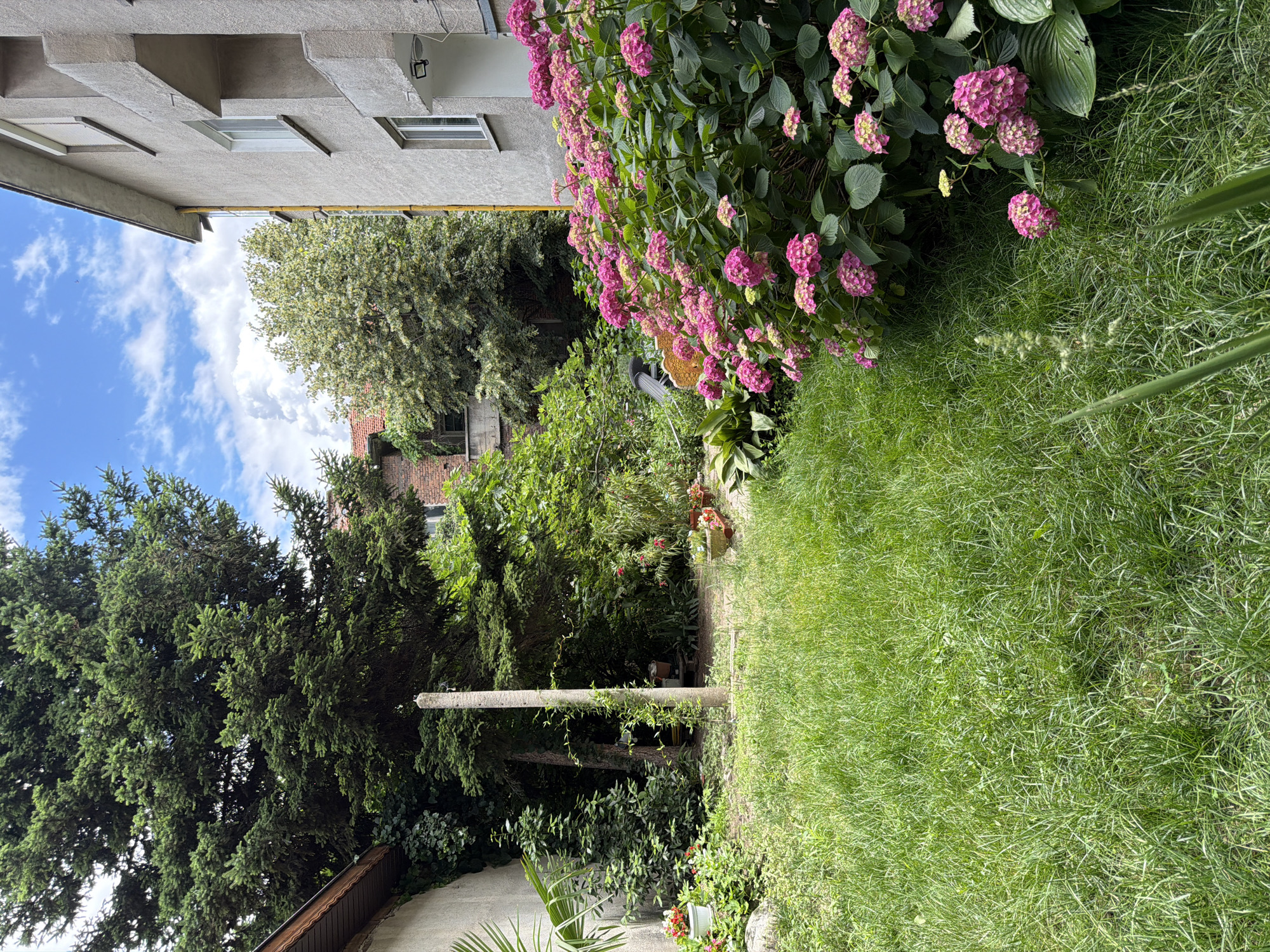 The image depicts a sunlit backyard in Pazardzhik, Bulgaria. A large, mature evergreen tree dominates the left side of the frame, its dense foliage creating a shaded area. In the foreground, a lush green lawn stretches across the scene. To the right, a vibrant bush of pink hydrangeas is in full bloom, their large flower heads adding a splash of color. Behind the hydrangeas, a portion of a light-colored, multi-story building is visible, featuring balconies and windows. The building appears to be an apartment complex. The background reveals more greenery, including other trees and possibly neighboring structures. A weathered concrete post stands in the middle ground, partially obscured by the surrounding vegetation. The sky above is a mix of blue with scattered white clouds, suggesting a pleasant, possibly warm, day. The overall impression is of a residential garden setting within an urban environment.