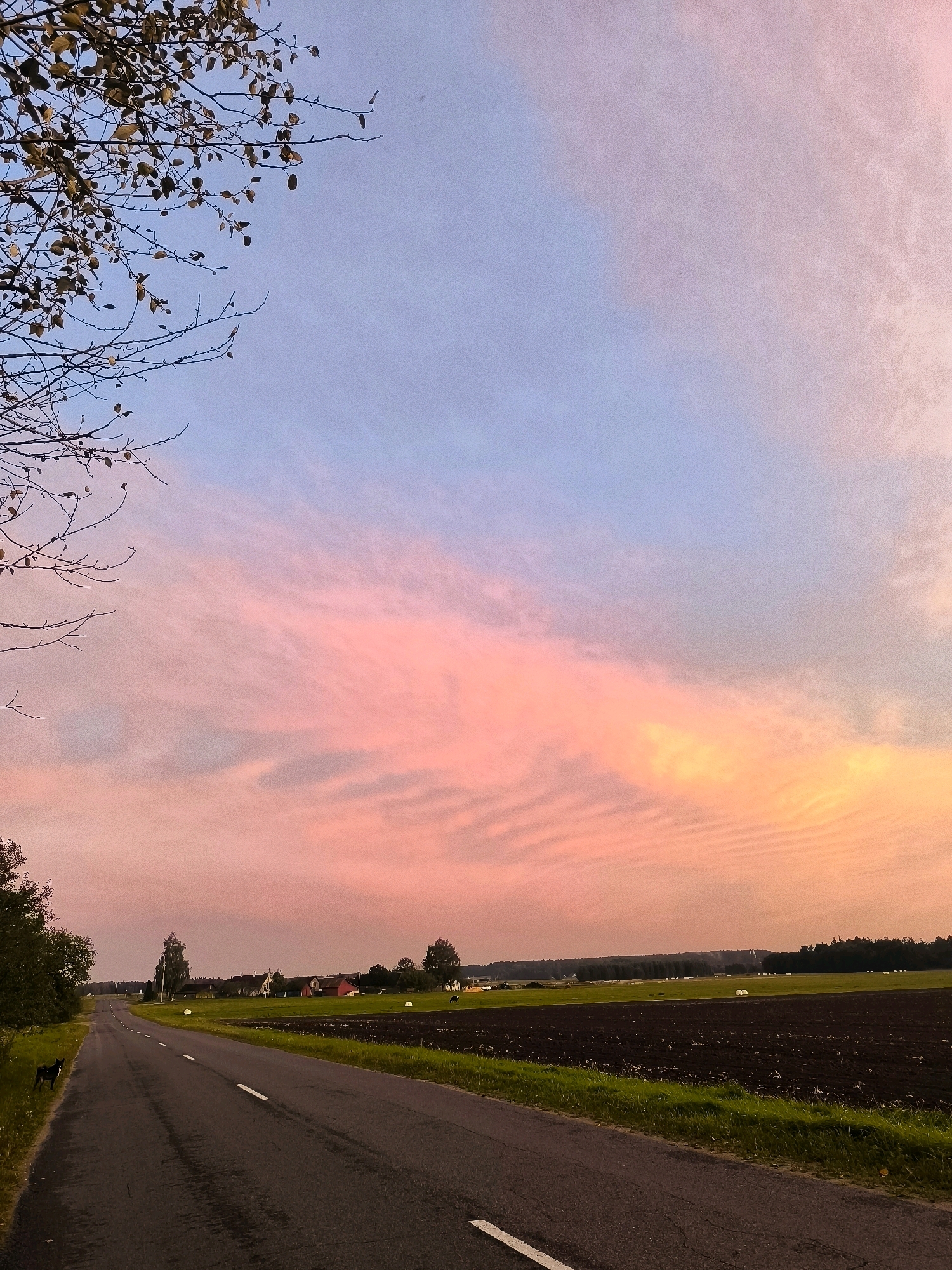 The image depicts a rural landscape at dusk or dawn. A paved road with white markings stretches into the distance, curving slightly to the right. On the left side of the road, there is a grassy verge with a small, dark-colored dog standing near the edge. Further to the left, a tree with sparse autumn leaves is visible in the foreground, its branches reaching towards the sky. The right side of the road is bordered by a field of dark, tilled soil, followed by a green field with several large, white bales. In the mid-ground, a few scattered houses with red roofs are visible among trees. The sky is a prominent feature, exhibiting a gradient of colors from soft pinks and oranges near the horizon to a light blue at the top. Wispy clouds create textured patterns across the sky. The overall atmosphere is serene and quiet, typical of a rural setting. The location is identified as Tarnowski Selsky Soviet, Belarus.