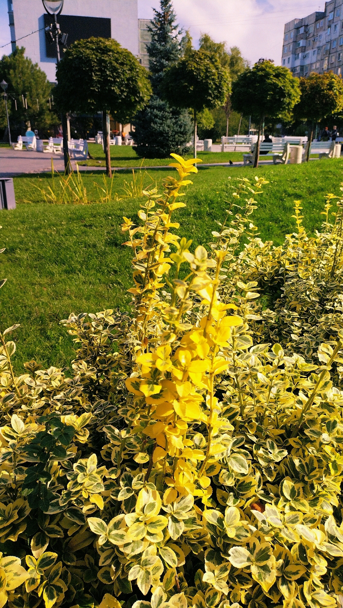 The image shows a close-up view of a bush with bright yellow and green variegated leaves in the foreground. Behind the bush, a well-maintained green lawn extends into the background. In the middle ground, there are several trees with spherical crowns, planted in a row. White benches are visible along a paved walkway. In the further background, apartment buildings and more trees can be seen. The sky is partly cloudy. The location is indicated to be the city of Horishni Plavni, Ukraine. There are no people clearly visible in the image, though faint figures might be present in the distant background. The scene depicts a public park or a landscaped area within the city.