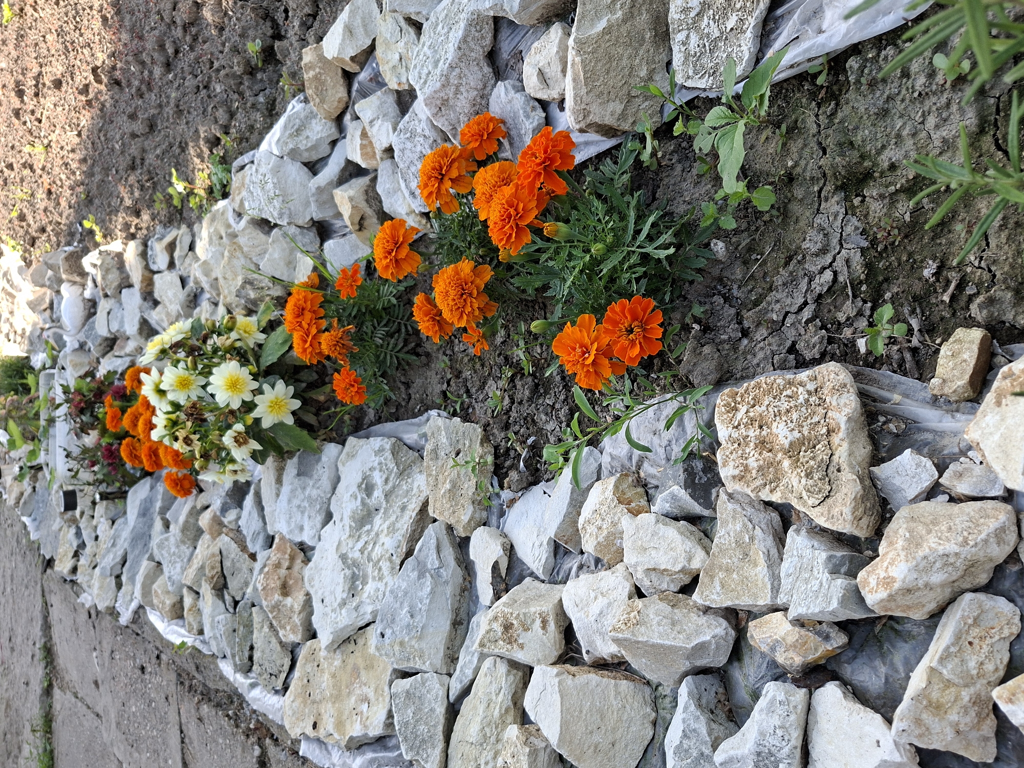 The image depicts a garden bed alongside a paved path, likely in a residential area, possibly Bojuritsa, Bulgaria. The bed is filled with soil and features a mix of orange marigolds and white daisy-like flowers. The bed is bordered by irregularly shaped, light-colored rocks of varying sizes. A thin layer of white material, possibly plastic sheeting, is visible underneath the rocks. The soil is cracked and dry in places. Some green weeds are present. The paving beside the bed appears to be concrete. The image is taken from a high angle with the scene rotated counterclockwise.