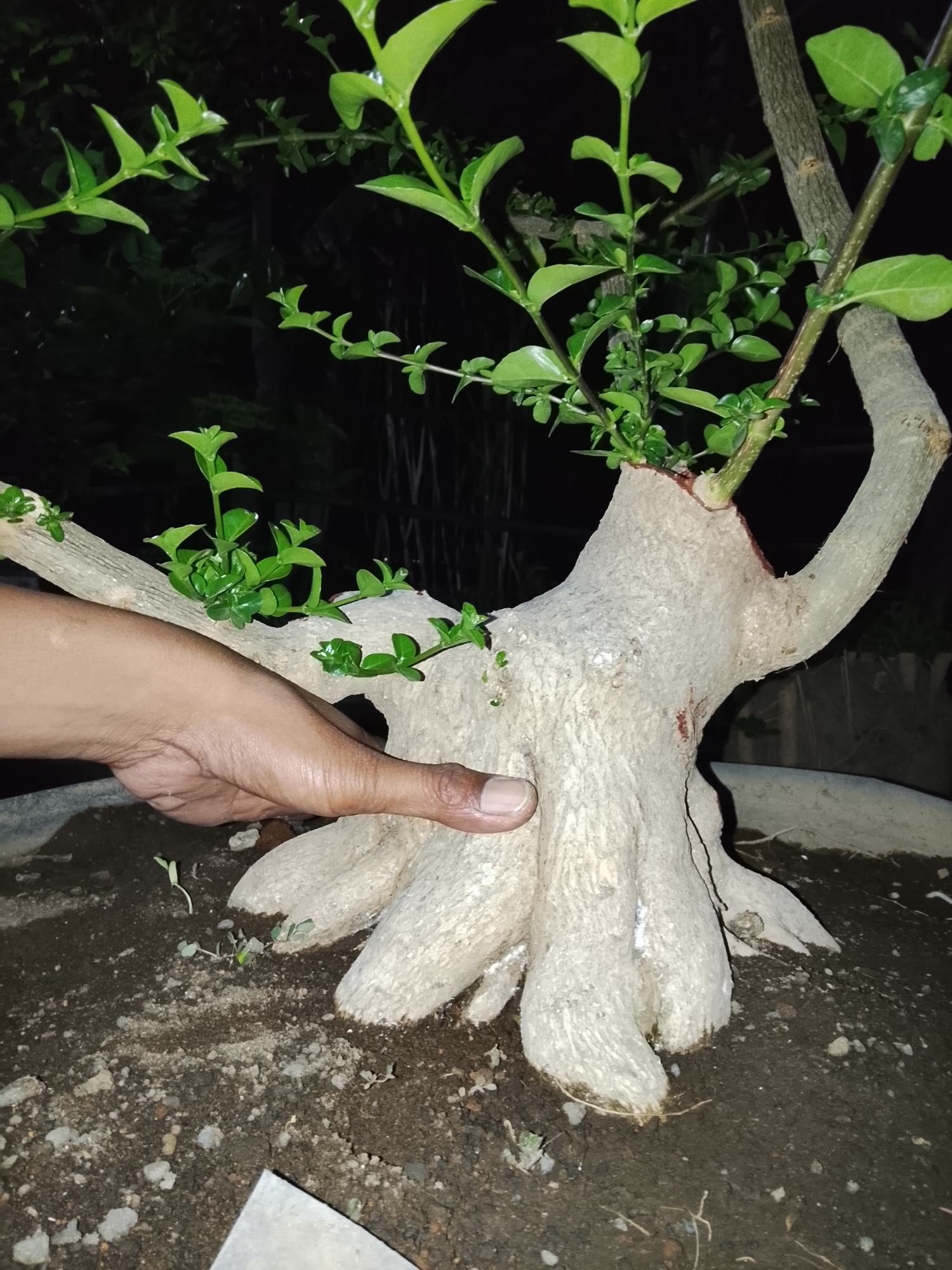 A close-up, medium-shot image shows a person's hand, fingers extended, gently touching the thick, pale, gnarled trunk of a bonsai tree. The trunk has a rough, textured surface and appears to be the base of the tree, with multiple thick roots fanning out and disappearing into dark, rich soil. Small green shoots are visible growing from the trunk and branches. The bonsai tree has bright green leaves, some of which are in sharp focus in the foreground, while others are blurred in the background against a dark, indistinct setting. The overall scene suggests a focus on the delicate care and unique form of the bonsai.