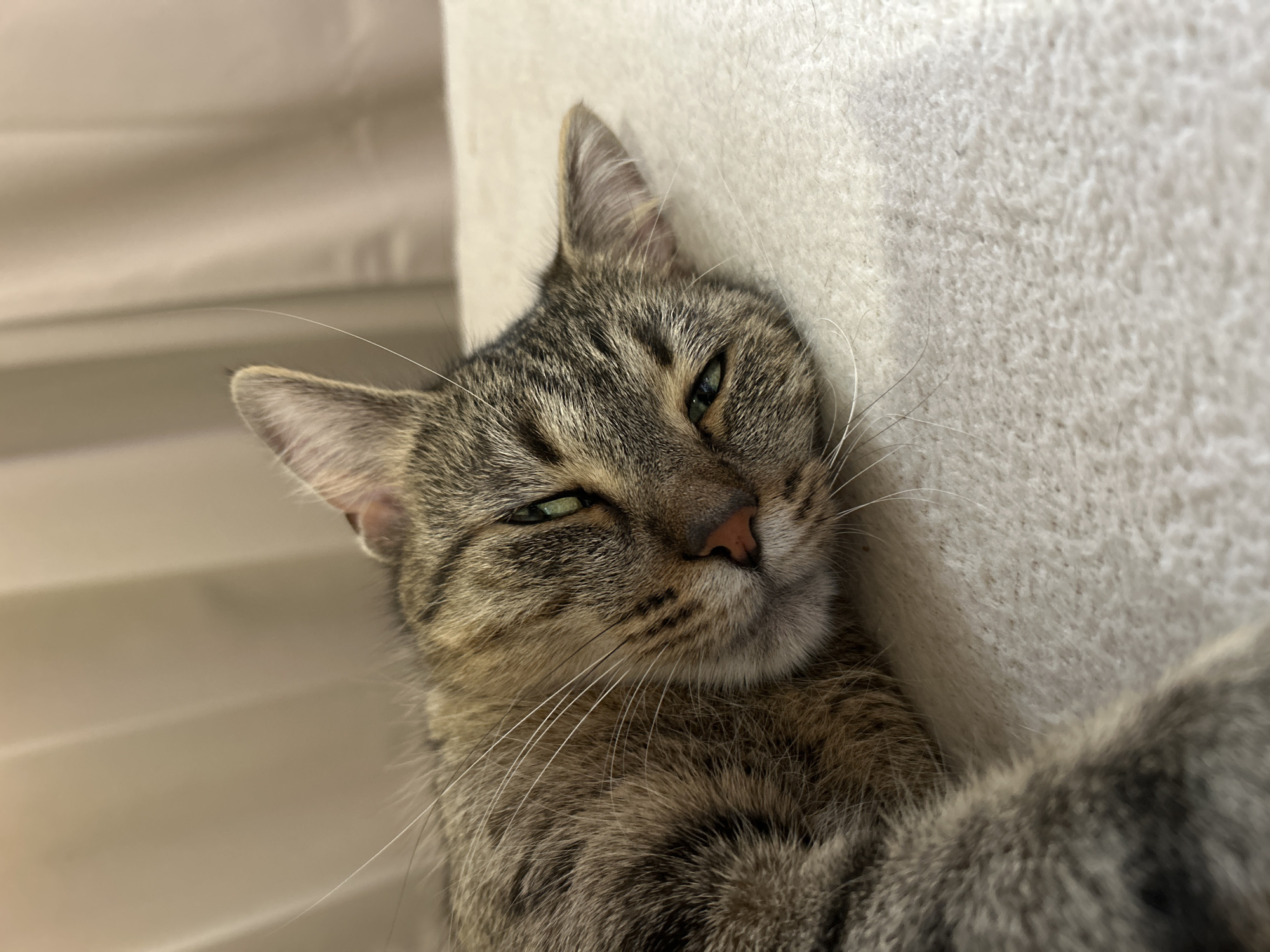 A domestic tabby cat is depicted in a close-up, slightly elevated shot, lying on a light-colored, soft, textured surface, likely a blanket or carpet. The cat's head is turned partially towards the viewer, with its eyes appearing sleepy or partially closed, revealing narrow slits of green iris. Its nose is pink, and numerous prominent white whiskers extend from its muzzle. The cat's fur displays typical tabby patterns, with various shades of brown, grey, and black stripes and mottling. The background is out of focus, showing vertical folds of a neutral-toned, light fabric, possibly curtains or drapes. The lighting is soft and even. The scene is situated indoors, within the city of Sofia, Bulgaria.