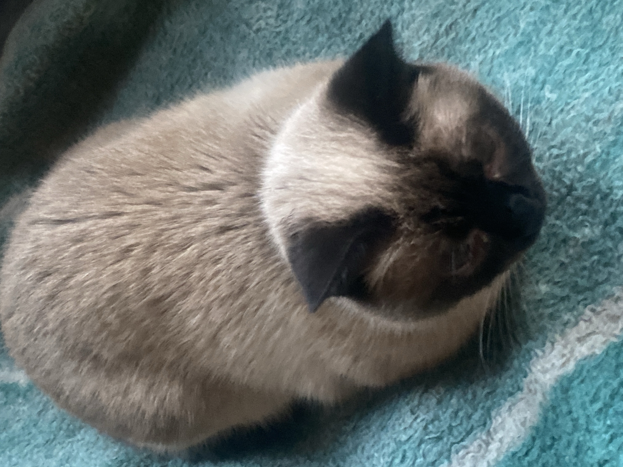The image shows a close-up view of a Siamese cat curled up on a teal, textured blanket. The cat has its eyes closed, appearing to be sleeping or resting. Its fur is light brown with darker brown points on its ears and face. The background is dominated by the teal blanket, which has a textured, possibly fleece-like surface, and a white stripe pattern. The lighting suggests it is daytime, possibly indoors, given the softness of the light. No people or text are visible in the image. The setting is a comfortable, domestic environment.