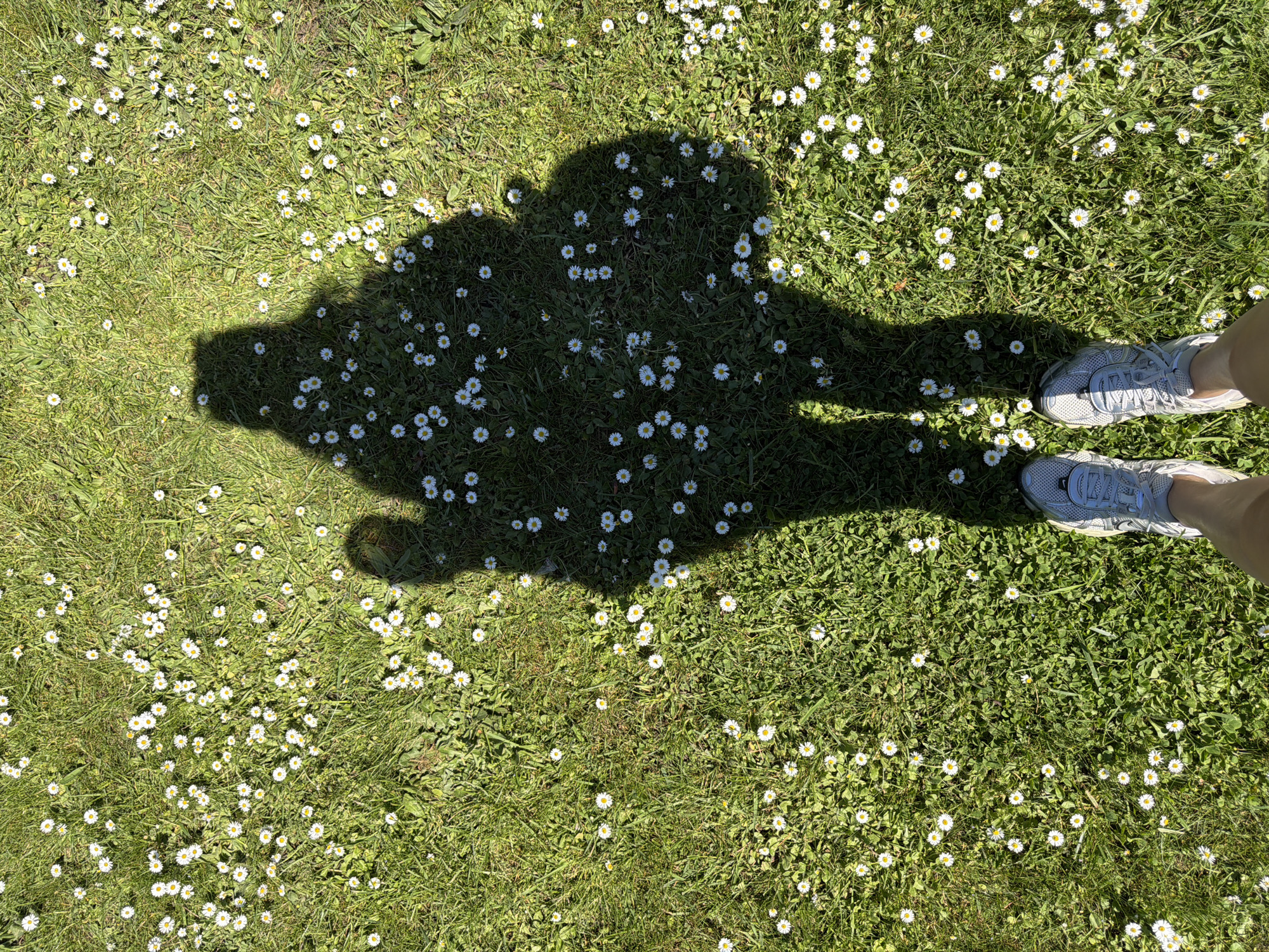 The image shows a shadow of a person standing on a grassy field dotted with daisies. The person's feet, wearing gray athletic shoes, are visible at the edge of the shadow. The grass is green and appears well-maintained. The field is covered with numerous small white daisies with yellow centers. The overall impression is a sunny day outdoors. The location cannot be determined to be in Vancouver, Canada.