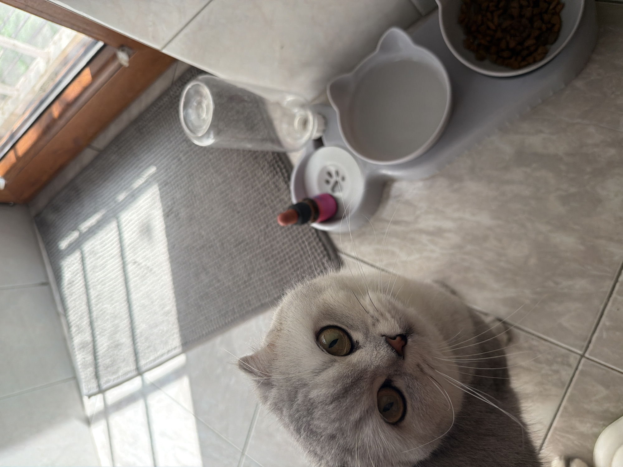 A close-up, high-angle shot captures a silver-grey Scottish Fold cat with large, green-gold eyes looking directly at the camera. The cat's face is the primary focus, positioned in the lower left quadrant of the frame. Its fur is soft and appears well-groomed.
Behind the cat, to the right, is a white pet feeder with two bowls, one containing water and the other filled with kibble. A clear plastic water bottle is attached to the feeder, with a small pink-capped dropper resting in a compartment of the feeder. The feeder sits on a light-colored tiled floor.
In the background, a grey textured rug is visible, leading towards a wooden-framed window with thin white bars. Sunlight streams through the window, casting distinct grid-like shadows across the rug and the floor. The overall environment appears to be indoors, possibly a kitchen or a room with access to natural light. There are no other people or animals visible in the image. The scene is clean and well-lit, emphasizing the cat and its feeding station. The location is not specified as Rome, Italy.