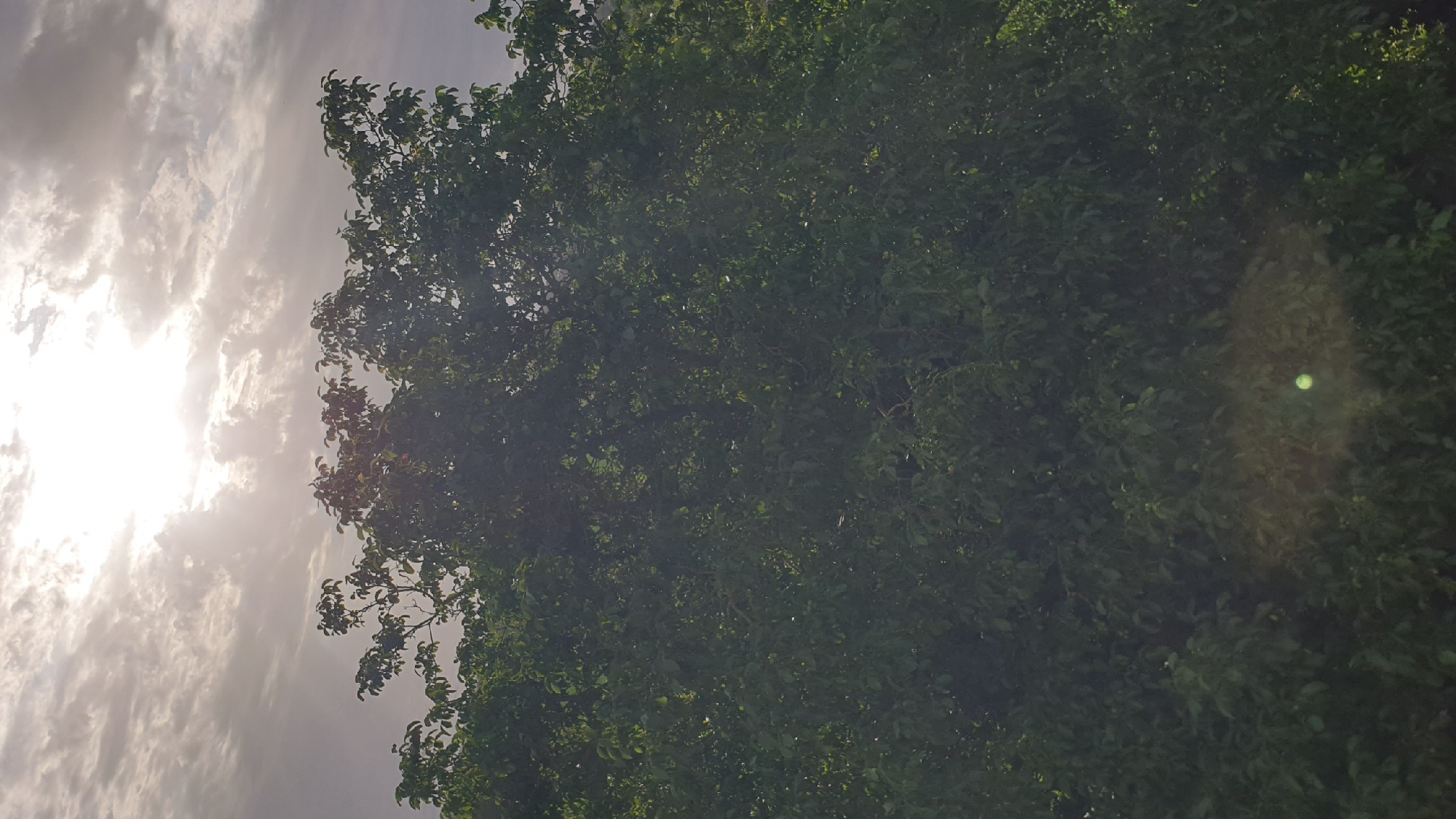 This is a photograph of the sky and the tops of trees. The sky is cloudy with the sun partially visible and shining through the clouds, creating a bright area. The clouds appear to be streaky and layered. Below the sky is a dense canopy of green leaves from trees. The leaves are varied in size and shape, and they appear to be in focus. The overall lighting suggests it is either early morning or late afternoon. The image does not contain any discernible city elements or specific locations within Bruchsal, Germany.