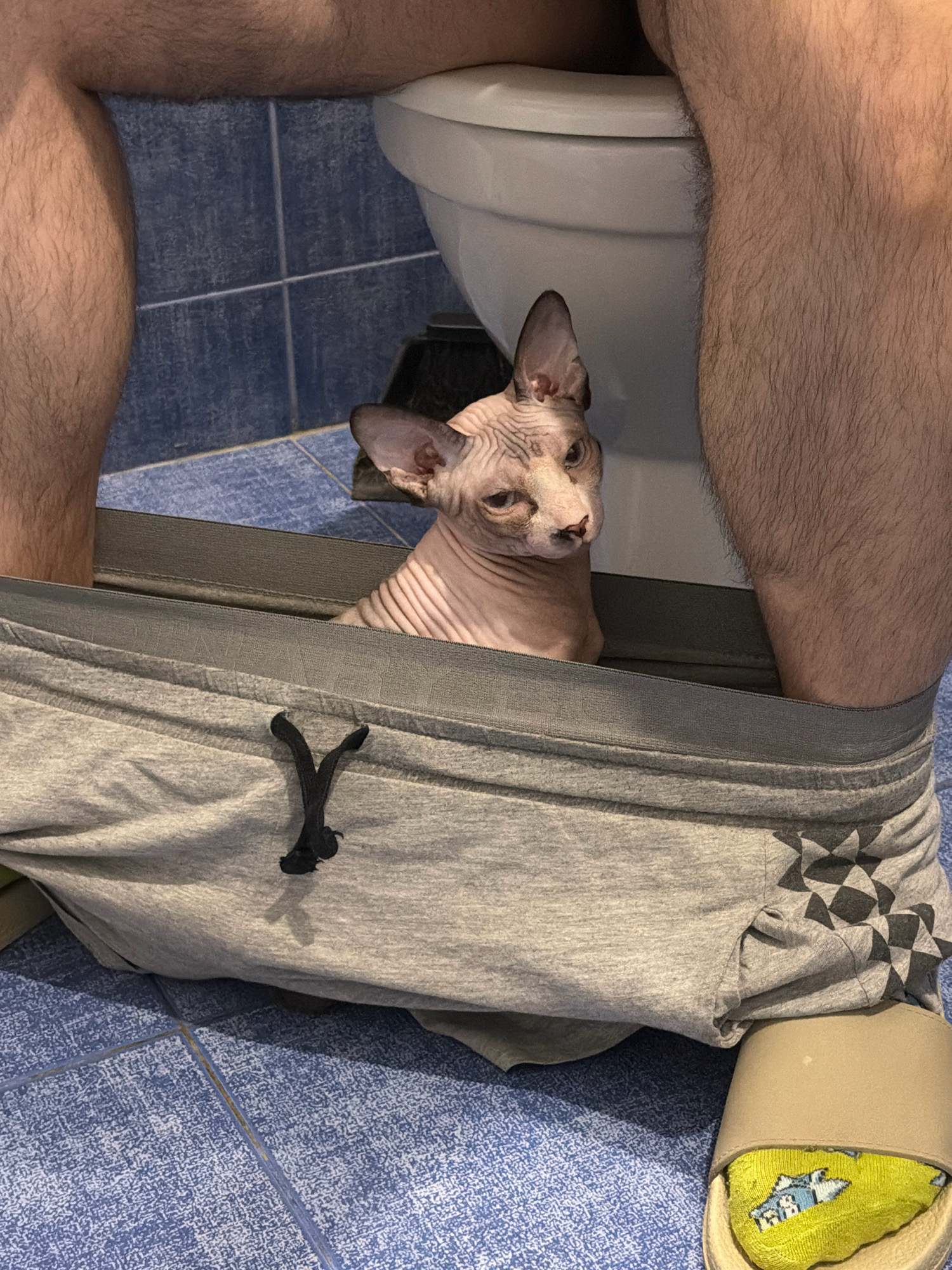 A hairless cat is peeking out from under a person's lowered grey sweatpants in a bathroom. The cat has large ears and wrinkled skin. The person's legs are visible, and they are sitting on a toilet. The bathroom has blue tiled walls and floor. The scene does not provide any information or context related to Odesa, Ukraine.
