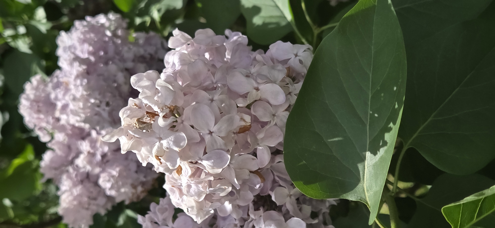 The image displays a close-up, horizontal composition of light purple lilac flowers and green leaves in an outdoor setting. The central focus is a dense cluster of delicate, pale lavender or light pinkish-purple blossoms, some showing signs of slight browning or fading, indicative of mature blooms. The individual florets are small, with four petals each.
To the left and in the background, more clusters of similar lilac flowers are visible, but they are significantly out of focus, creating a soft, blurred effect. Above and to the right of the central flower cluster, a large, dark green leaf is prominently featured, partially in focus. This leaf shows distinct veins and catches direct sunlight, creating bright highlights and casting a sharp shadow onto itself and the background. Other green leaves and foliage are present in the background and surrounding the flowers, some appearing bright and well-lit, while others are in deeper shadow.
The lighting suggests a sunny day, likely morning or late afternoon, as strong shadows are cast by leaves, adding depth and contrast to the scene. There is no discernible human activity, objects, or text in the image. The scene conveys a tranquil, natural environment, likely a garden or a bush in bloom.