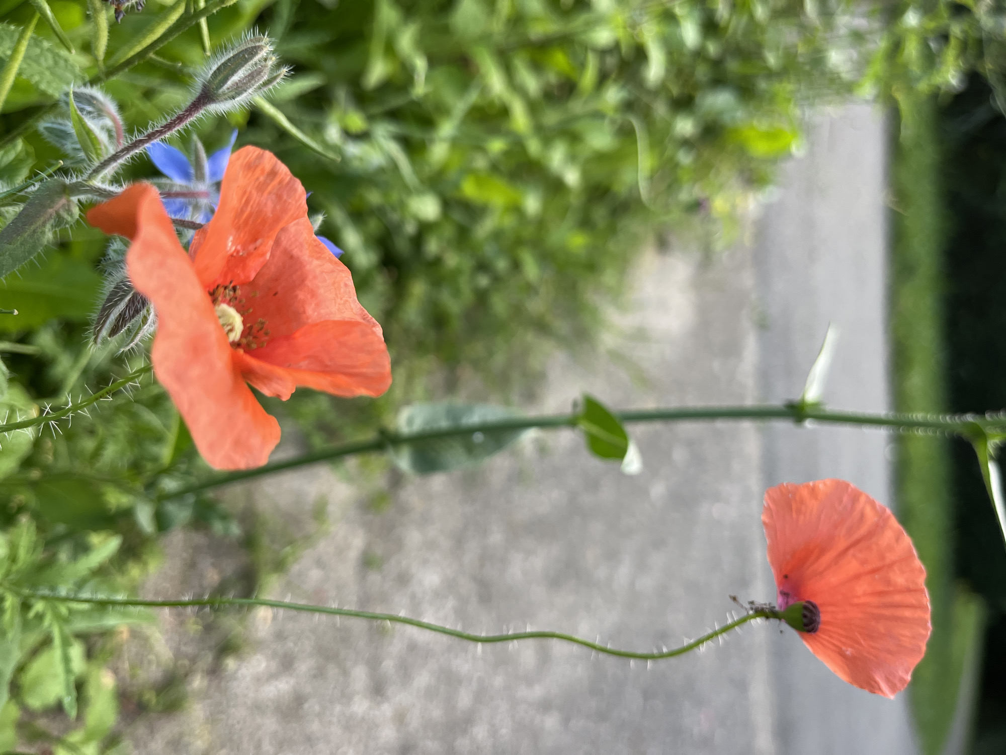 The image depicts a close-up view of two red poppies in a garden setting, with a paved surface visible in the background. In the foreground, a single red poppy is in focus, its delicate petals unfurling to reveal a dark center. To the left of this poppy, a fuzzy bud of the same flower is visible, along with a small blue flower, likely a borage. A second red poppy, also in focus, is positioned further back and to the right, its petals appearing slightly translucent. Both poppies are supported by thin, green stems covered in fine hairs. The background consists of blurred green foliage and a grey paved area, suggesting an outdoor environment. The lighting suggests it is daytime. The image was captured in Saint-Vith, Belgium. There are no people or animals present in the image.
