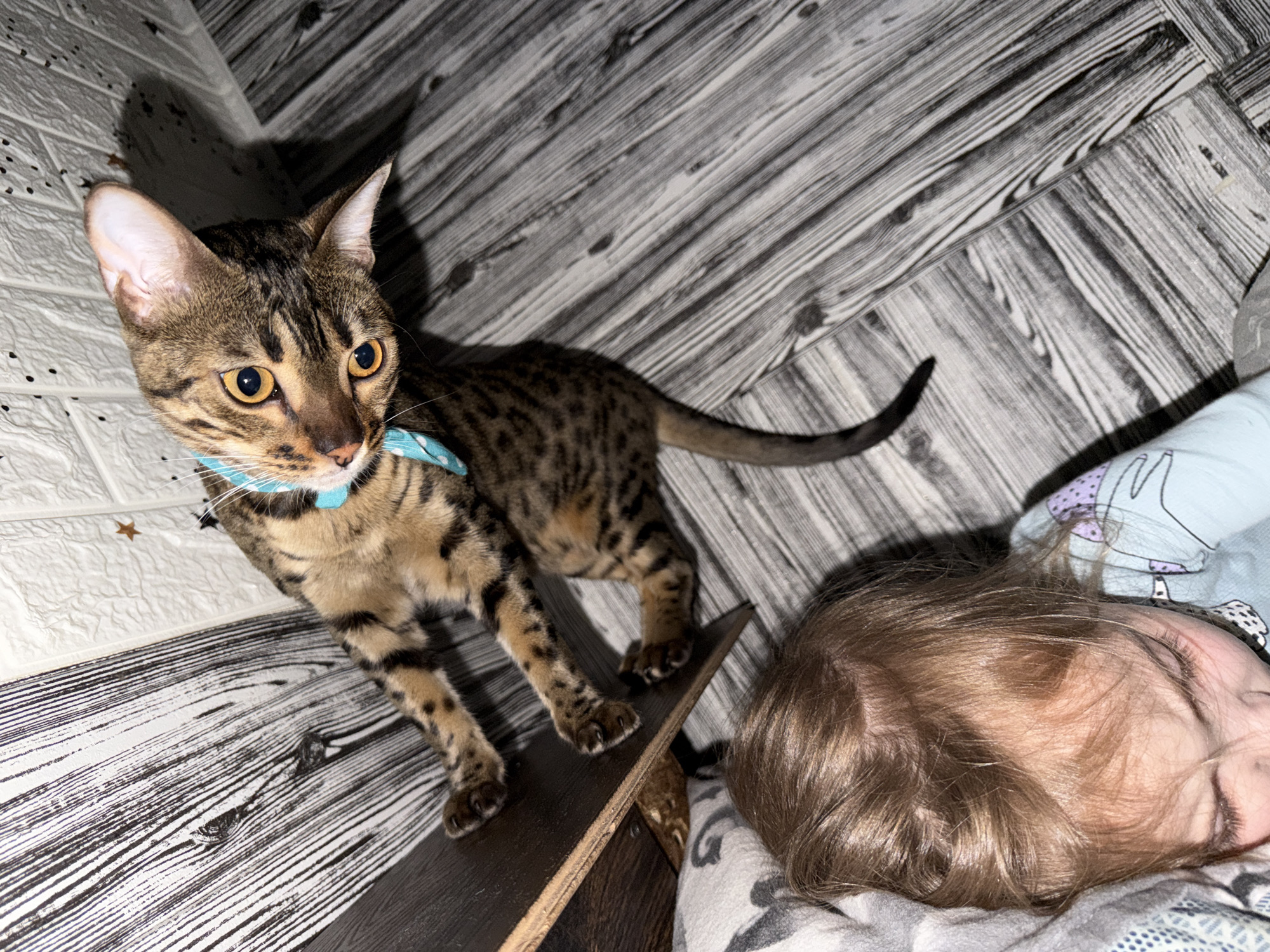 A Bengal cat with a turquoise collar stands on a dark wooden surface, looking to the left with its front paws on a white textured wall. To the right of the cat, a child with light brown hair is sleeping on a bed covered with patterned blankets. The background features a grey wood-patterned wallpaper.