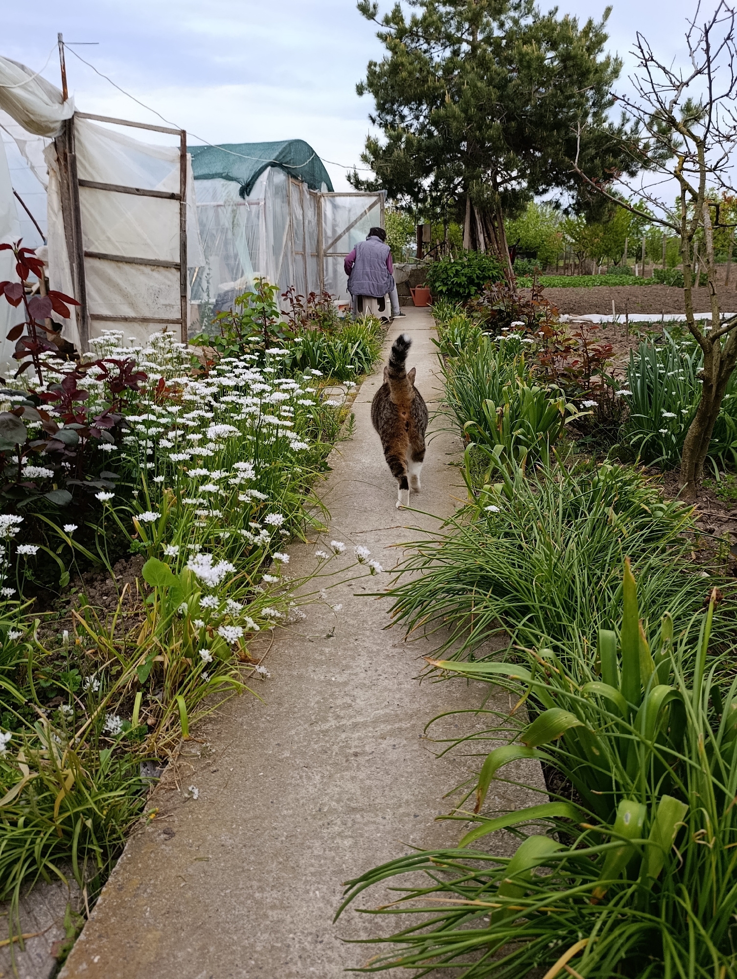 A cat is walking away from the viewer on a concrete path in a garden in Generalovo, Bulgaria. The path is lined with flower beds, lush green grass and white flowers on the left and right. Behind the cat, an elderly woman sits on a stone ledge. The scene includes two plastic greenhouses. In the distance, there is a cultivated garden bed, trees, and an overcast sky.