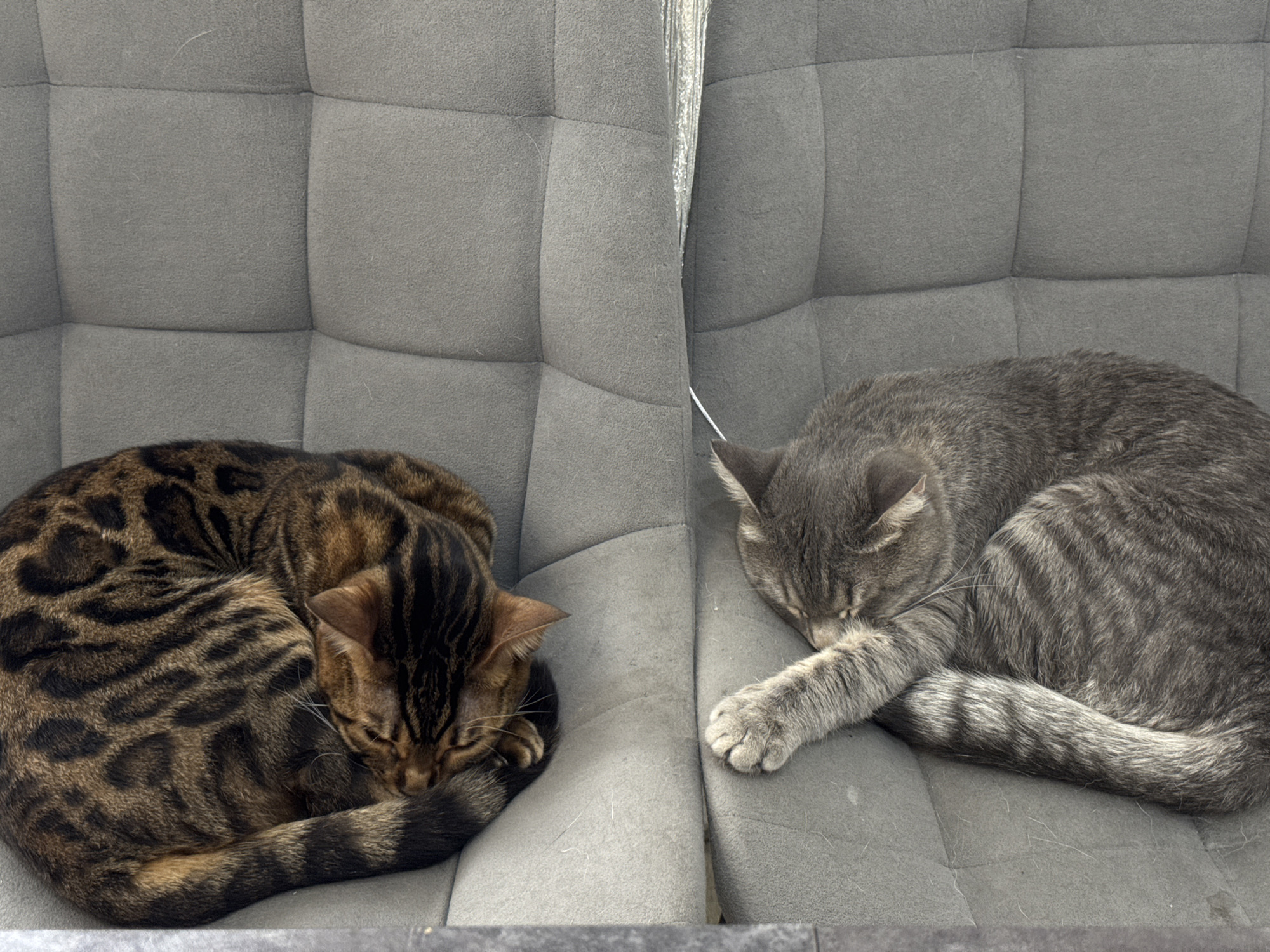 Two cats are sleeping peacefully on a grey upholstered surface, likely a sofa or chair with tufted sections. The surface is divided vertically down the center by a seam, effectively creating two separate sleeping areas.
On the left, a Bengal cat with distinctive brown fur patterned with dark brown to black spots and stripes is curled into a tight ball, its head tucked in, completely asleep. Its fur shows rich, warm tones.
On the right, a grey tabby cat is also curled up and sleeping, its head resting on its paws. This cat has a lighter grey coat with darker grey stripes visible across its body and tail. Its paw pads are visible and light-colored.
Both cats appear deeply relaxed, with their eyes closed. The lighting is even, suggesting an indoor setting. There are no visible people or text. The overall scene depicts a quiet and serene moment of two feline companions resting.