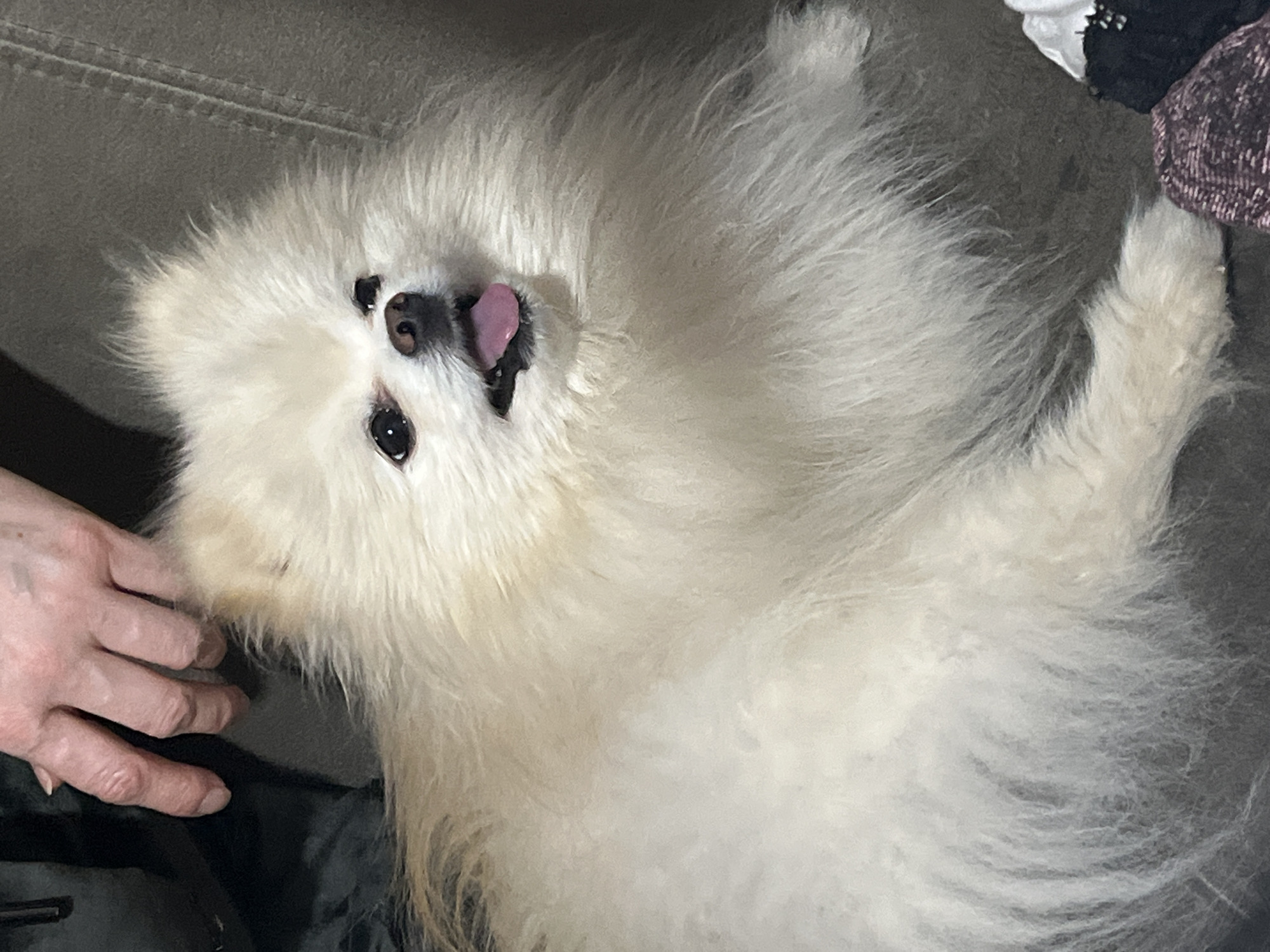 A fluffy white dog, likely a Pomeranian or similar Spitz breed, is the central subject of the image. The dog is lying on its back on what appears to be a dark grey or green sofa or soft bedding, with its head tilted upwards and slightly to the left. Its dark eyes are open, and its mouth is slightly agape, revealing a pink tongue that is peeking out, conveying a playful or happy expression. The dog has prominent black eyes and a black nose, which stand out against its dense, long, white fur.
A human hand with visible wrinkles is gently resting on the dog's left side, near its neck or shoulder area, suggesting an affectionate interaction or petting. The background is dark and out of focus, indicating an indoor setting, possibly a living room. The overall lighting is subdued. No text is visible in the image. The scene takes place in Izhevsk, Russia.