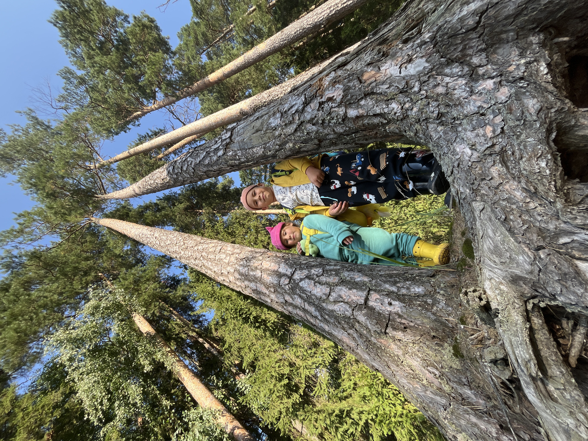 Two young children are standing on the thick roots of a large pine tree in a forest. The child on the left is wearing a turquoise hooded jumpsuit and yellow rubber boots, with a pink hat. The child on the right is wearing a yellow jacket over a white t-shirt with a graphic print, black pants with a farm-themed pattern, and black rubber boots, with a pink beanie. The children are looking towards the camera. The background consists of tall pine trees and lush green foliage under a clear blue sky. The perspective is from a low angle, looking up at the children and the trees. The location is the forest near the city of Chaikovsky, Russia.