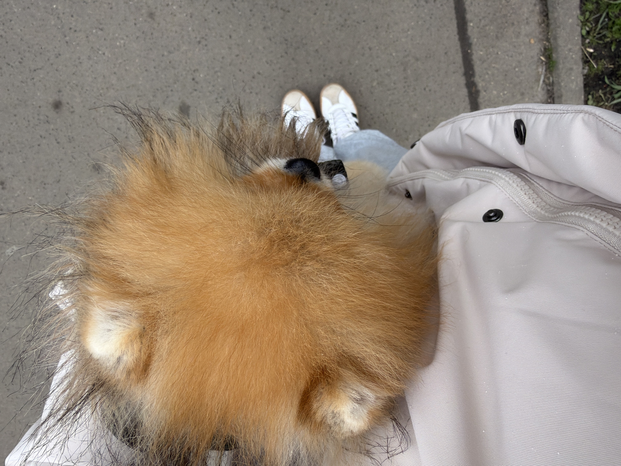 An overhead shot shows a tan Pomeranian dog nestled in the off-white lining of a jacket. The jacket is partially visible, with black snap buttons and a zipper visible. A person wearing white sneakers is also partially visible behind the dog. The setting appears to be an urban area, with a concrete surface suggesting a sidewalk or street. Based on other information, this scene occurs in Khimki, Russia.