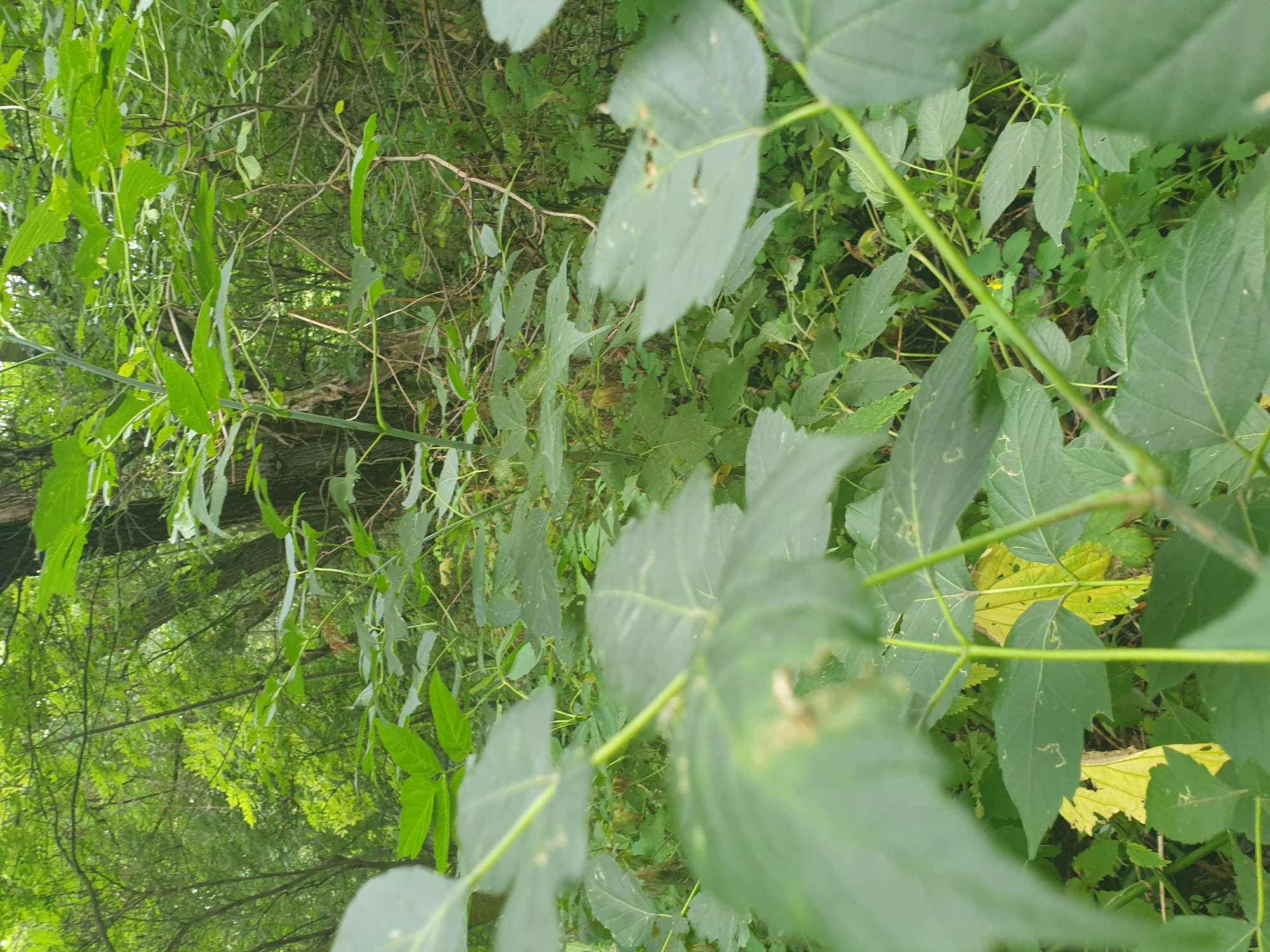 The image shows a dense, overgrown patch of vegetation in a wooded area. Large, dark green leaves dominate the foreground, some of which are out of focus. The background consists of a thicket of trees and smaller plants, creating a lush, green environment. Sunlight filters through the canopy, dappling the foliage. No people or specific man-made structures are visible. The scene suggests a natural, untamed setting within a forested landscape. The location is identified as Lozovyi Yar, Ukraine.