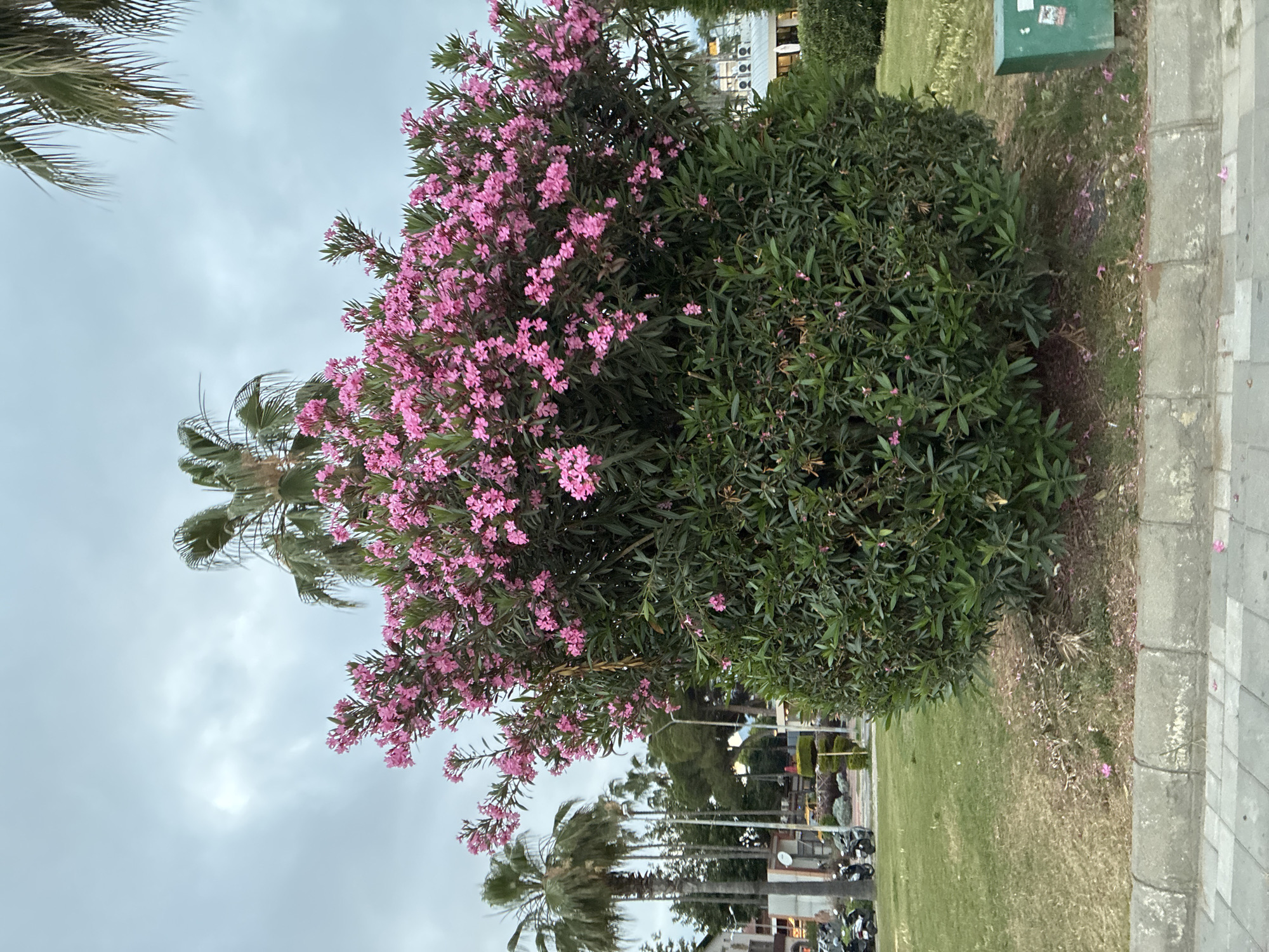 This image captures a vibrant outdoor scene, likely a landscaped area or roadside in a town. The most prominent feature is a large bush adorned with numerous clusters of bright pink flowers, consistent with an Oleander plant, dominating the left and central parts of the frame. To its right, a dense, dark green bush with smaller leaves provides a strong contrast in texture and color.
In the background, several palm trees are visible, with their distinctive fronds partially obscuring the cloudy, light gray sky. The overcast conditions suggest a cloudy day, creating soft, diffused lighting across the scene. Further in the background, behind the foliage, blurred outlines of buildings with white facades and visible air conditioning units can be discerned, along with a few parked motorbikes.
The foreground on the right features a strip of green grass, upon which a few fallen pink petals are scattered. Adjacent to the grass is a sturdy concrete sidewalk or curb. A dark green utility box stands on the grass near the sidewalk. No people are visible, and there is no specific activity taking place beyond the static landscape. No legible text is visible anywhere in the image. The presence of palm trees and the general environment align with the suggested location of Alanya, Turkey.