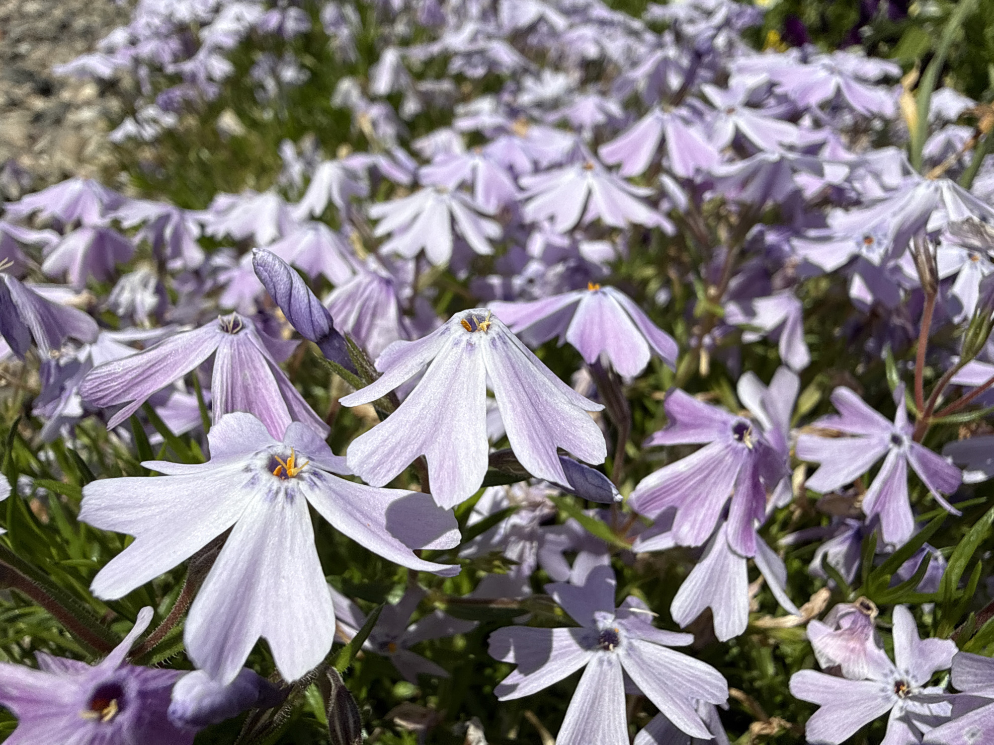 A field of light purple, five-petaled flowers, possibly creeping phlox, fills the frame. The flowers are in varying states of bloom, with some buds still closed. The setting appears to be outdoors, on a sunny day. The foreground flowers are in sharp focus, while those in the background are blurred. The ground is covered in green foliage. The location is unspecified but, according to the prompt, it is in Generalovo, Bulgaria.