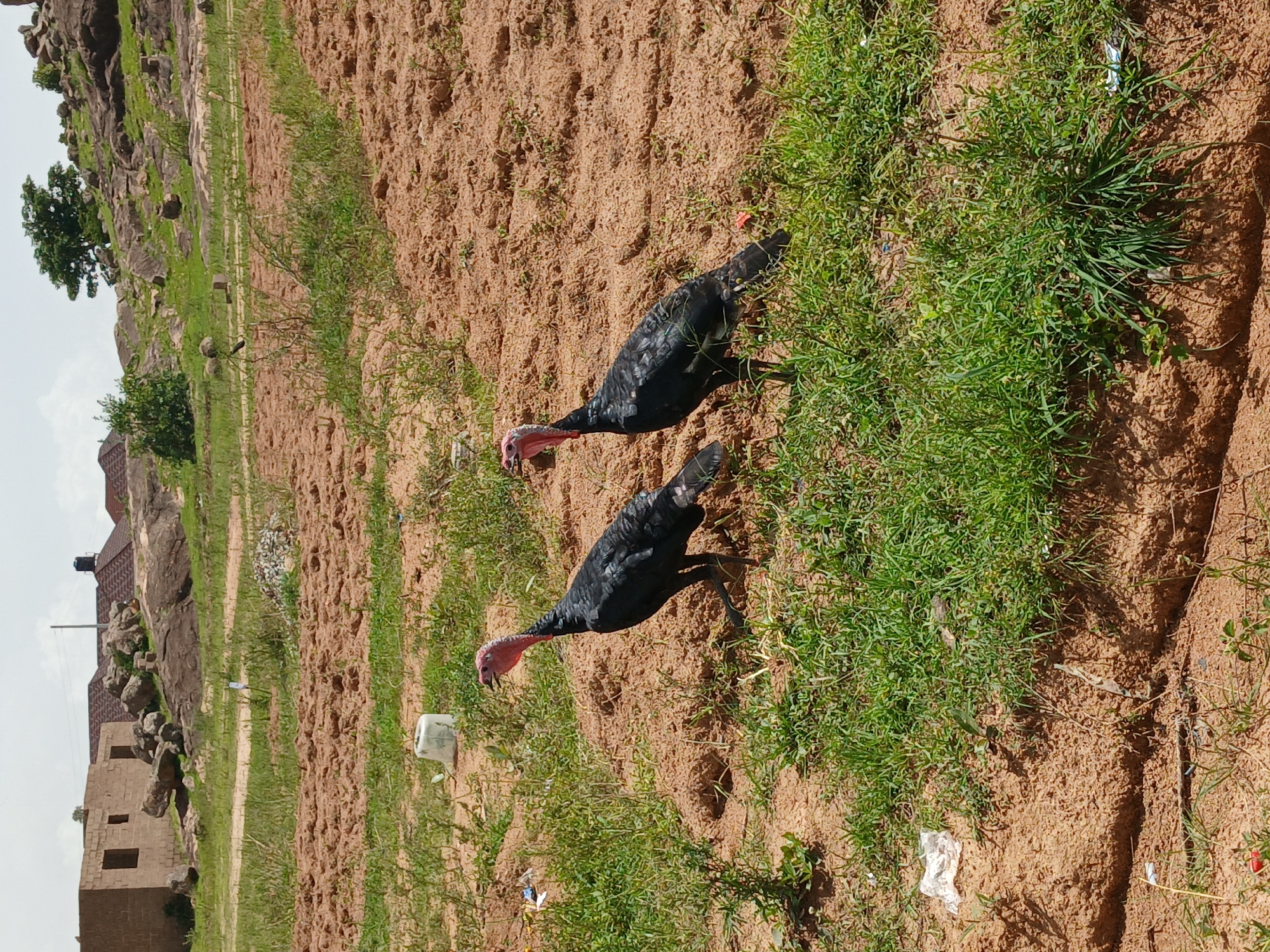Two turkeys stand in a patch of dry, brown earth dotted with green grass. The turkey on the left is facing left, while the turkey on the right is facing right. Both turkeys have black bodies and pink heads and necks. In the background, there are some unfinished buildings, large rocks, and a tree. The scene appears to be in an undeveloped area or a construction site. The lighting suggests it is daytime.