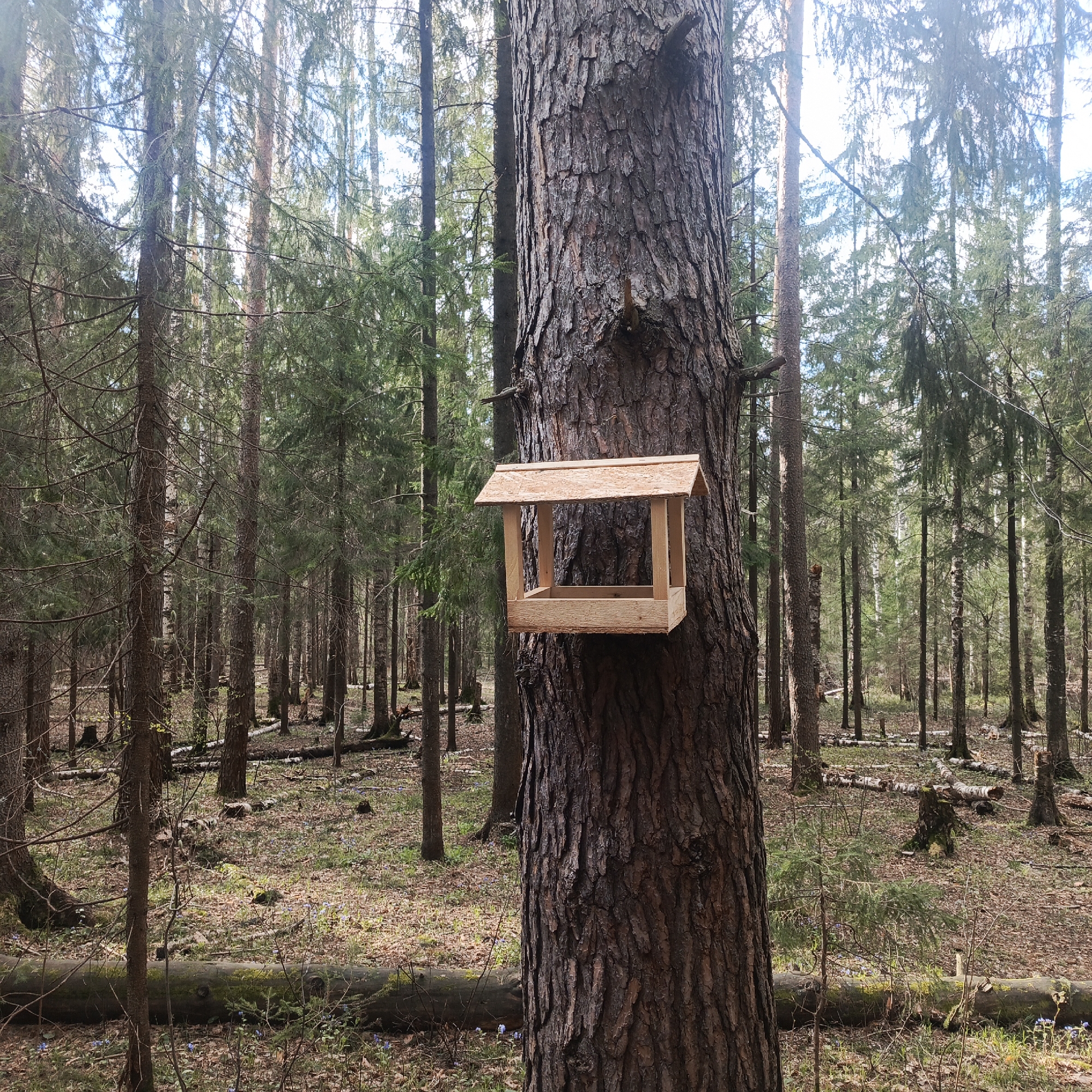 This image presents a tranquil scene within a dense forest located in Марковский, Russia. The setting is characterized by numerous tall trees, primarily conifers like pines and spruces, with slender trunks reaching towards the sky. Some lighter-barked deciduous trees, possibly birches, are also visible deeper within the woods.
In the foreground, a large, mature tree with rough, dark brown bark stands prominently. Attached to this tree, slightly to the right of the center, is a simple, rectangular wooden bird feeder with a gabled roof. The feeder appears to be recently constructed from light-colored, unfinished wood.
The forest floor is covered with a mix of fallen leaves, pine needles, and patches of green vegetation. Several fallen logs, some covered in moss, are scattered across the ground, contributing to the natural, wild feel of the environment. Delicate clusters of small blue flowers are blooming in various spots on the forest floor, suggesting it is spring.
The time of day appears to be daytime, with bright, diffused sunlight filtering through the tree canopy, creating a dappled light effect on the ground and highlighting the textures of the trees. The atmosphere is peaceful and quiet. There are no people visible, and no specific activities are taking place, other than the implied purpose of the bird feeder to attract birds. No visible text is present in the image.