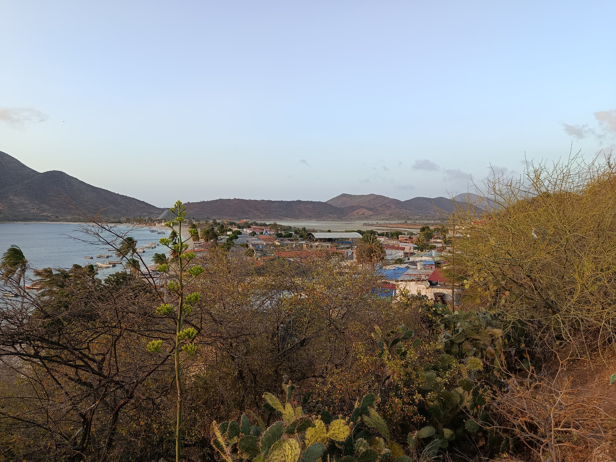The image shows a panoramic view of Juan Griego, Venezuela. From a high vantage point on a hillside covered with arid vegetation, including cacti and dry trees, the scene encompasses the town and the bay. In the foreground, the vegetation obscures parts of the town. In the middle ground, buildings with brightly colored roofs are visible, clustered together. The bay is in the distance, dotted with boats, and flanked by mountains. The sky is clear and pale blue, suggesting either early morning or late afternoon. The environment appears dry and tropical.