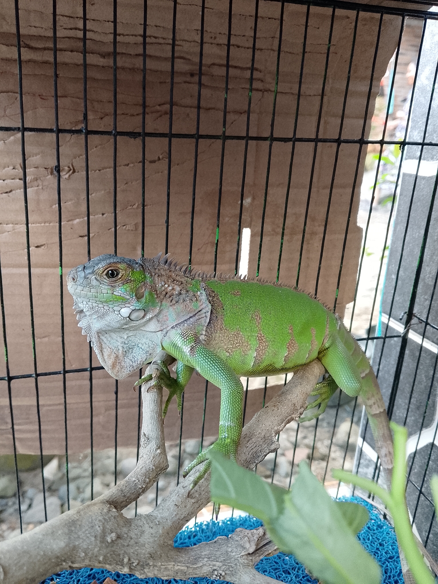 A green iguana is perched on a branch inside a cage. The cage has a wooden background and a wire mesh front. The iguana is facing to the left, with its head tilted slightly upwards. Its body is a vibrant green with some brown markings. Its scales are clearly visible, and it has sharp claws on its feet. The branch it is sitting on is rough and textured. In the foreground, there are some green leaves, and a blue mat is visible at the bottom of the cage. The overall environment appears to be outdoors, possibly a garden or a yard, given the background.
