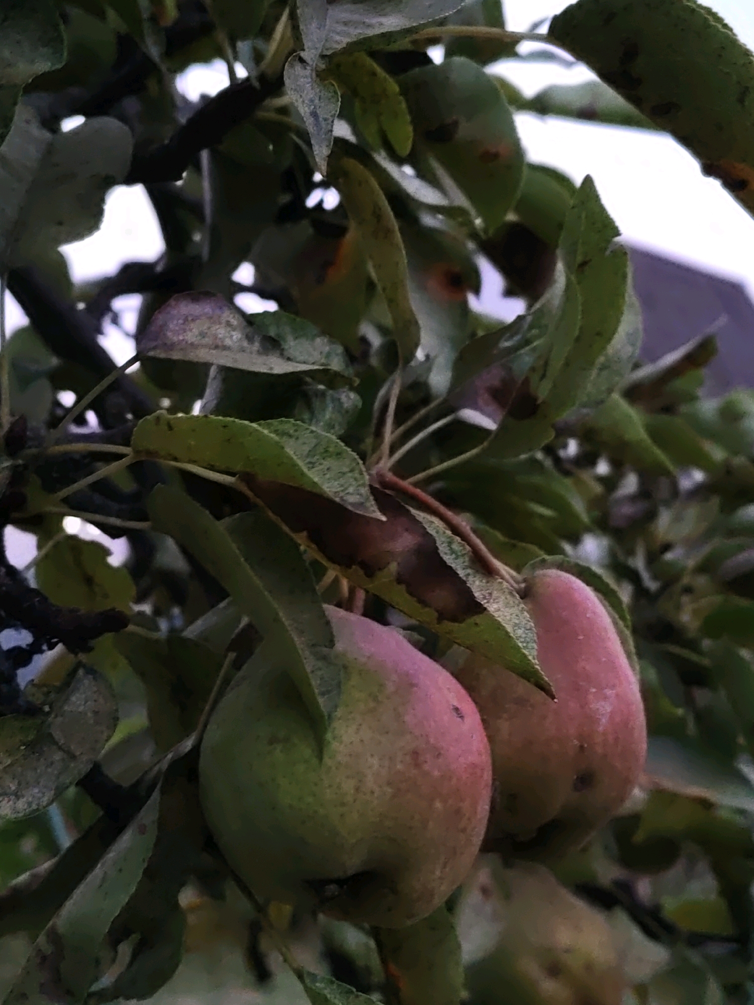 The image depicts two pears hanging from a tree branch amidst green and brown leaves. The pears are partially green and partially reddish-pink, suggesting they are ripening. The background is blurred, showing hints of a building and the sky. The scene appears to be outdoors in a natural setting, possibly a garden or orchard. The image does not provide any specific details about Olginskaya, Russia, or any people present.