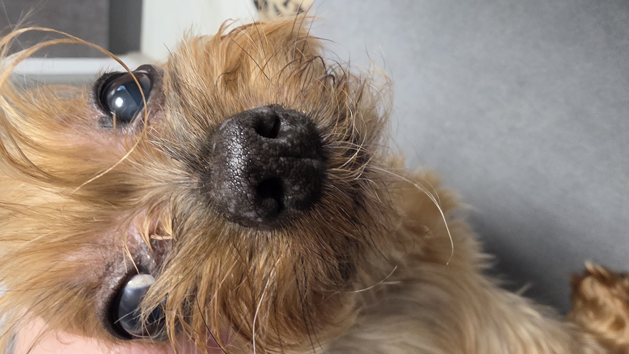 A close-up, eye-level shot shows the face of a small, tan-colored dog, possibly a Yorkshire Terrier. The dog's dark, wet nose is prominent in the center of the frame. Its eyes are large and appear cloudy, with the left eye showing a significant bluish-white opacity. The dog's fur is shaggy and wispy around its face, with some strands falling across its eyes. The background is blurred and appears to be an indoor setting with a gray surface. There is no information in the image that could identify its location in Balashikha, Russia.