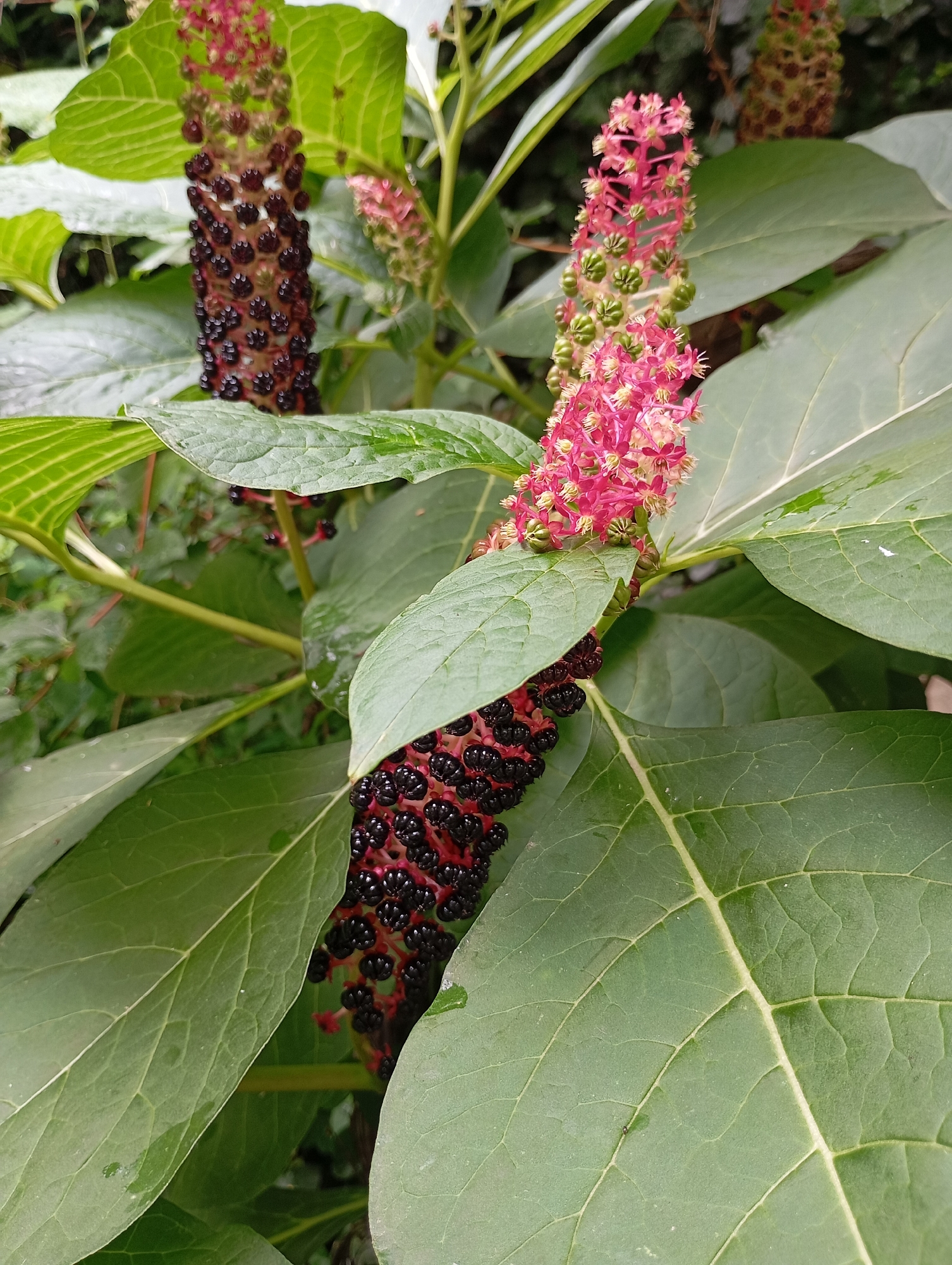 A close-up, eye-level shot showcases a flowering and fruiting plant, likely pokeweed, with large green leaves and prominent flower/berry stalks. The stalks feature clusters of small pink flowers at the top, transitioning to dark purple to black berries lower down. The plant is in a naturalistic setting, with other foliage visible in the background, suggesting an outdoor environment. The image captures the plant's distinct stages of development, with some stalks showing only developing green berries while others are laden with ripe, dark berries. The leaves are broad and veined, with a slight sheen, indicating they may be slightly wet. The lighting is diffused, suggesting an overcast day or shaded area. The location is identified as Unknown, Unknown.