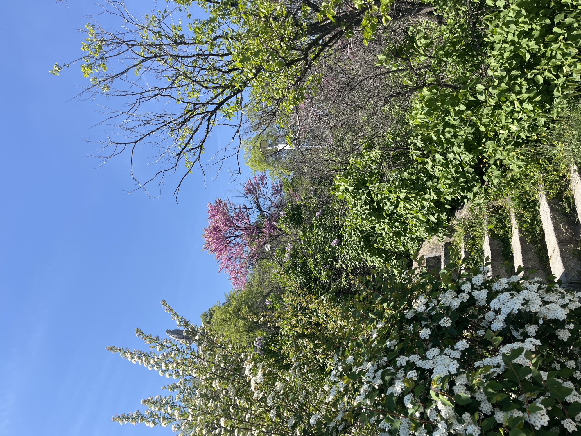 The image depicts a lush green space in Plovdiv, Bulgaria, characterized by various trees and flowering bushes. In the foreground, a bush laden with white blossoms dominates the view, partially obscuring a set of stone stairs. Adjacent to the flowering bush is a dense patch of green foliage, interspersed with hints of purple flowers. A pink-blossomed tree is also visible, adding a splash of color to the scene. Above, bare branches of trees contrast with the blue sky. Further up, a street light stands amid the greenery. The photograph appears to have been taken during spring.